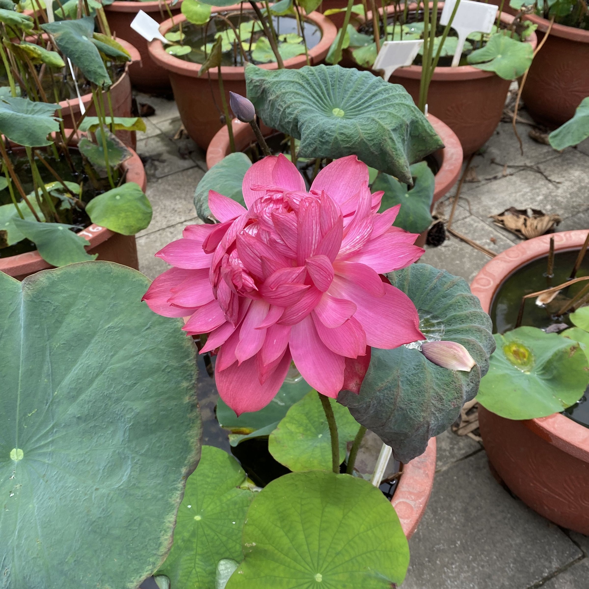 紅統帥