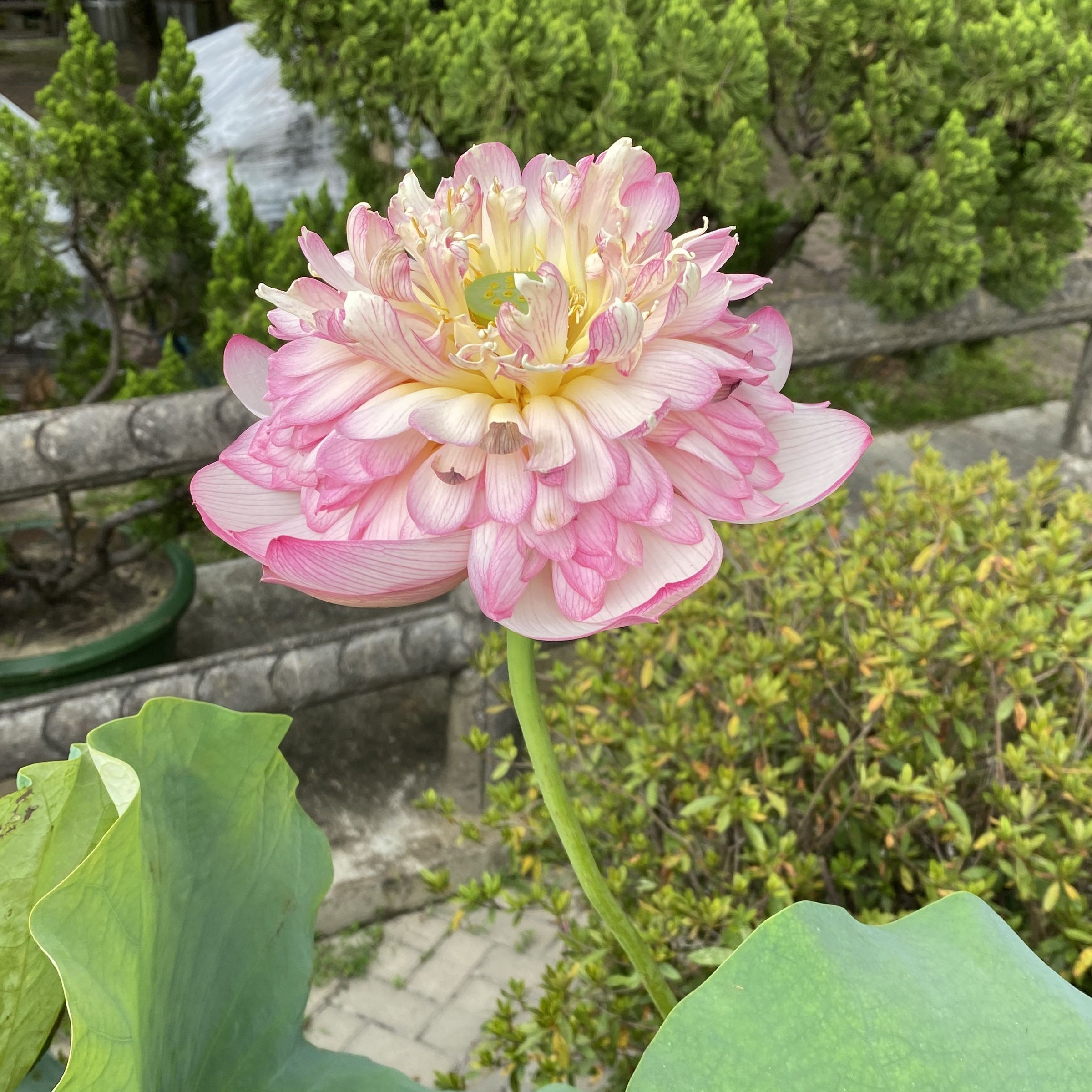 雞鳴晨鐘
