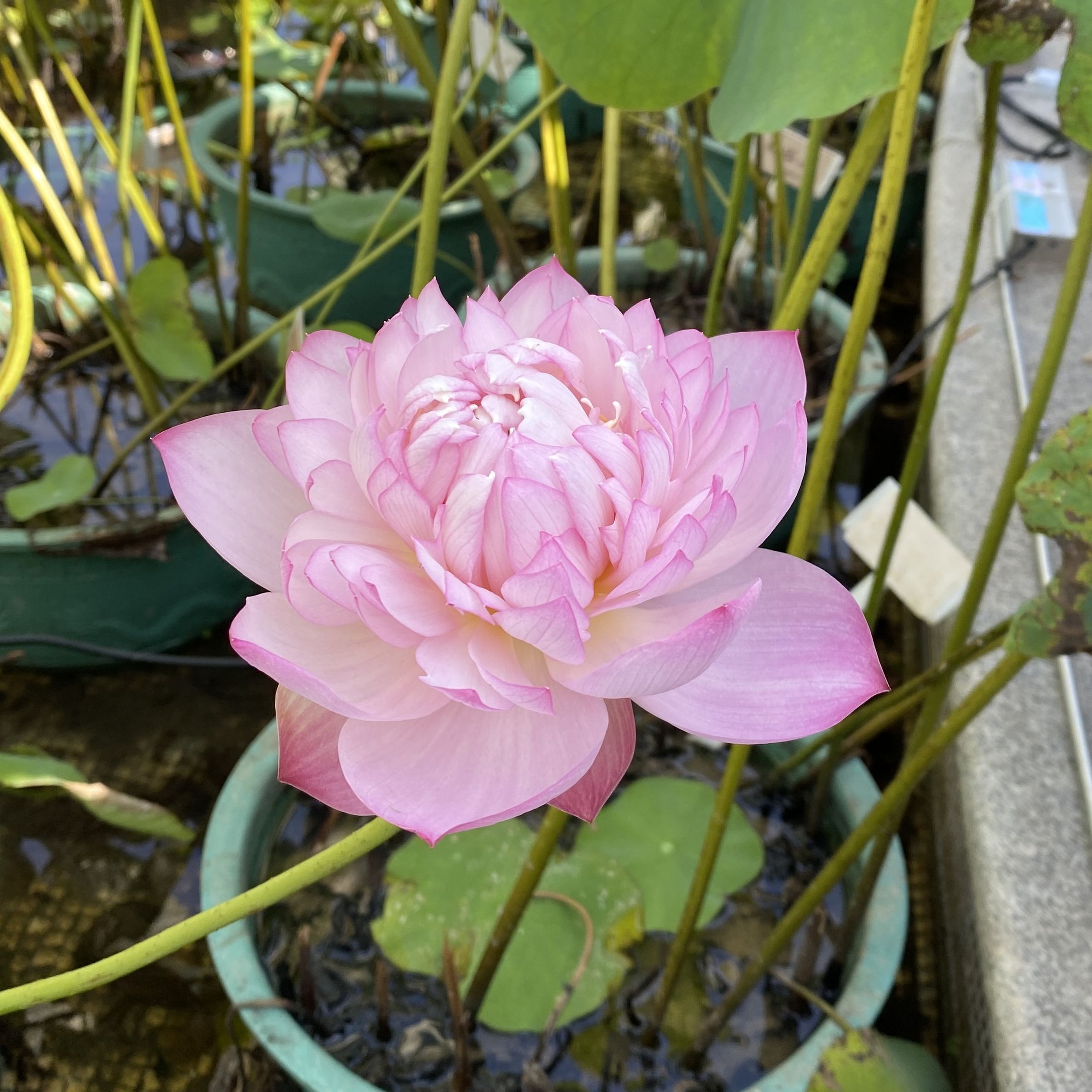 紅芍藥蓮