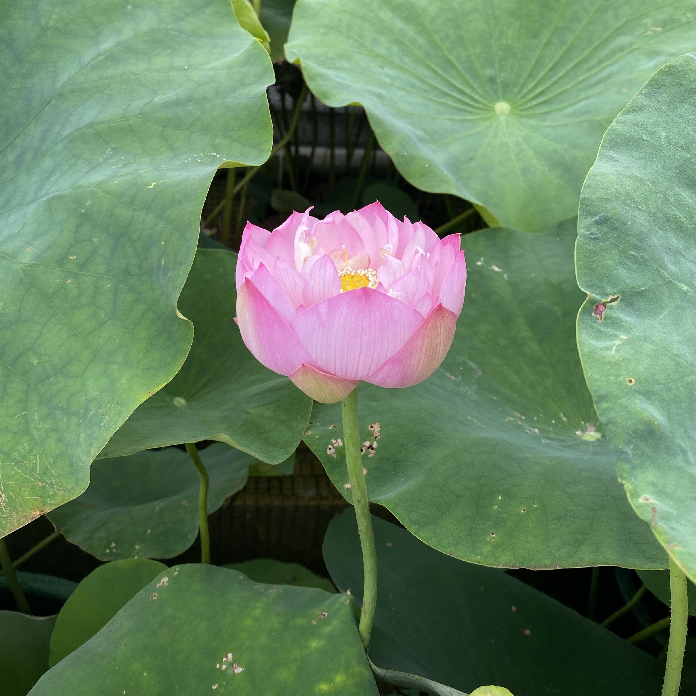 紅芍藥蓮