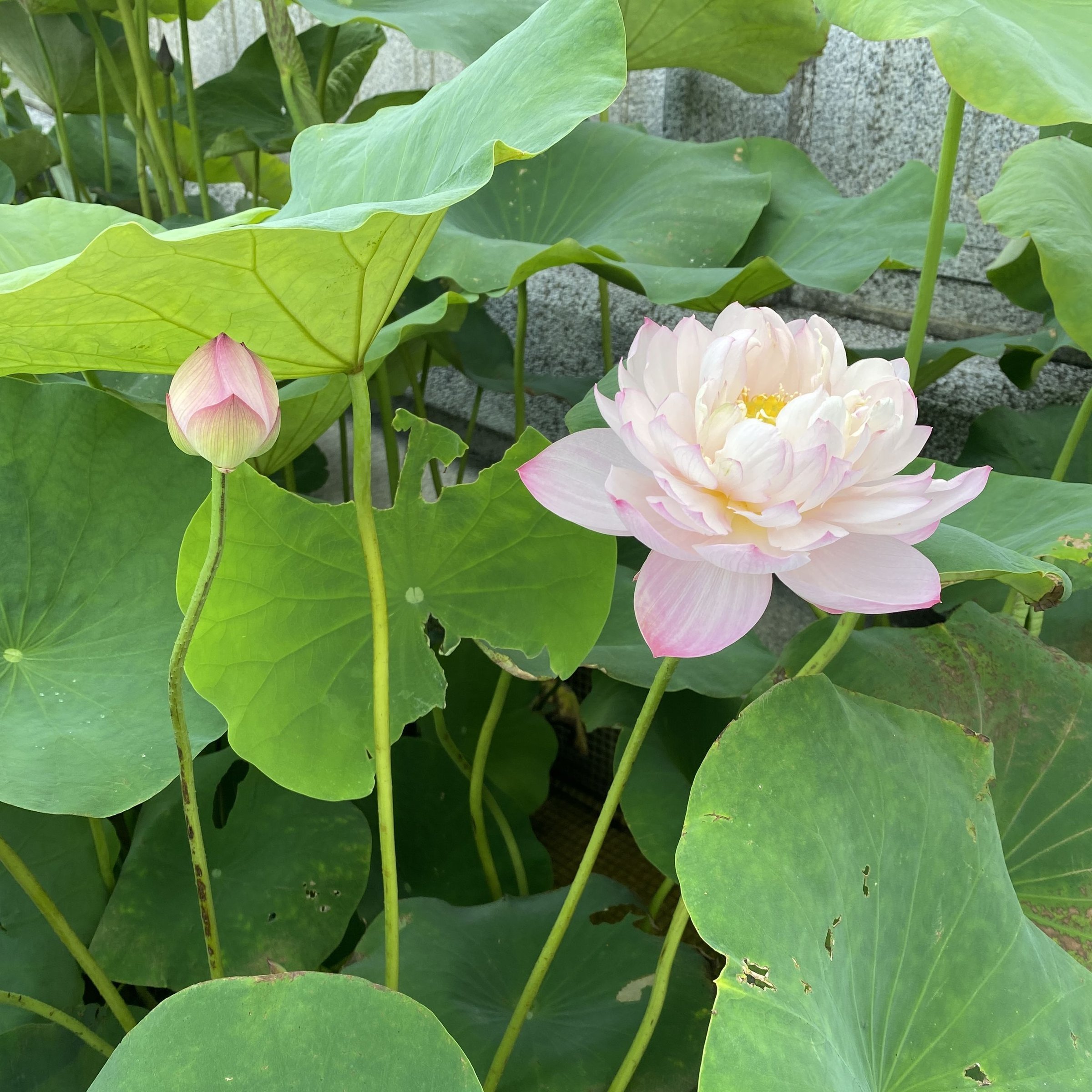 紅芍藥蓮