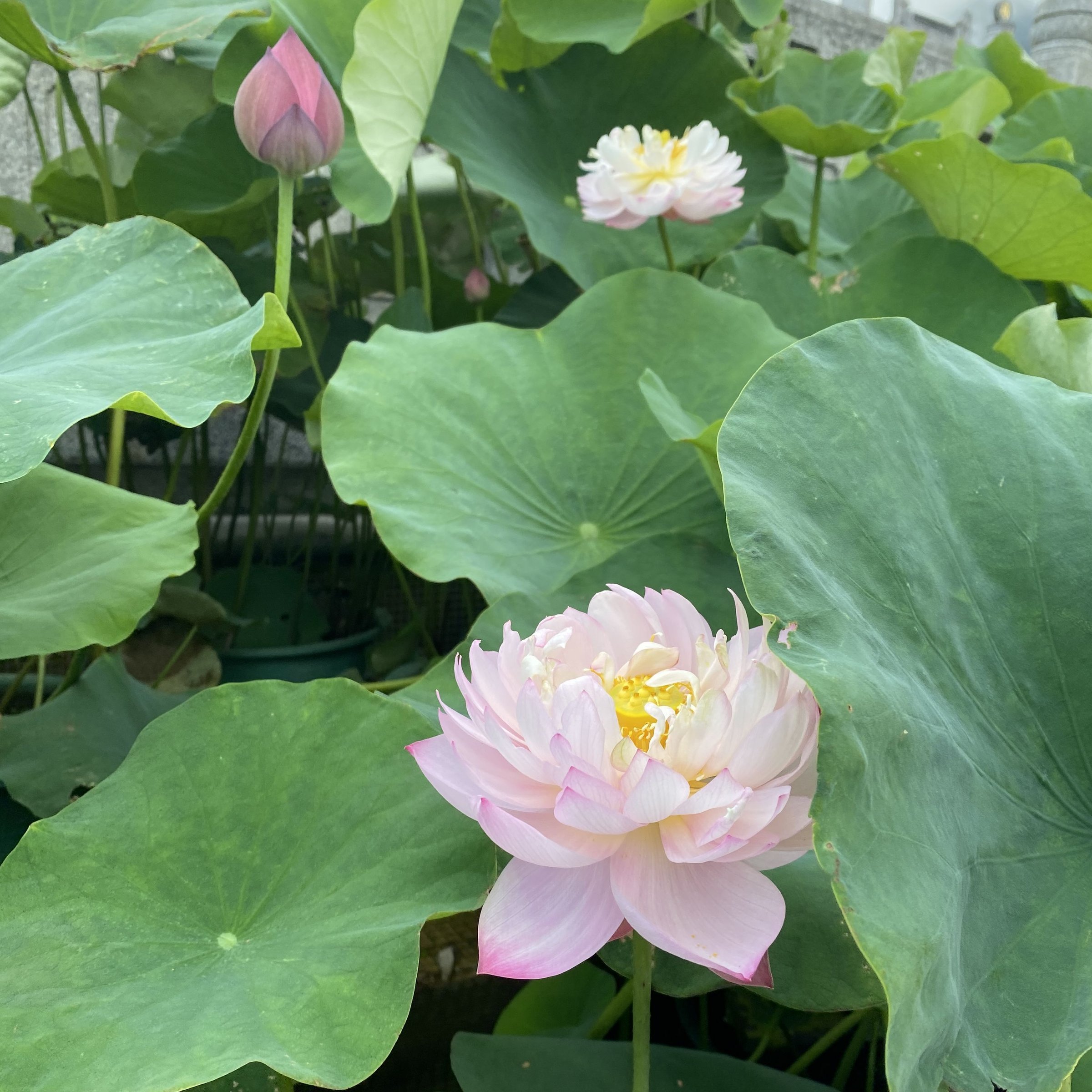 紅芍藥蓮