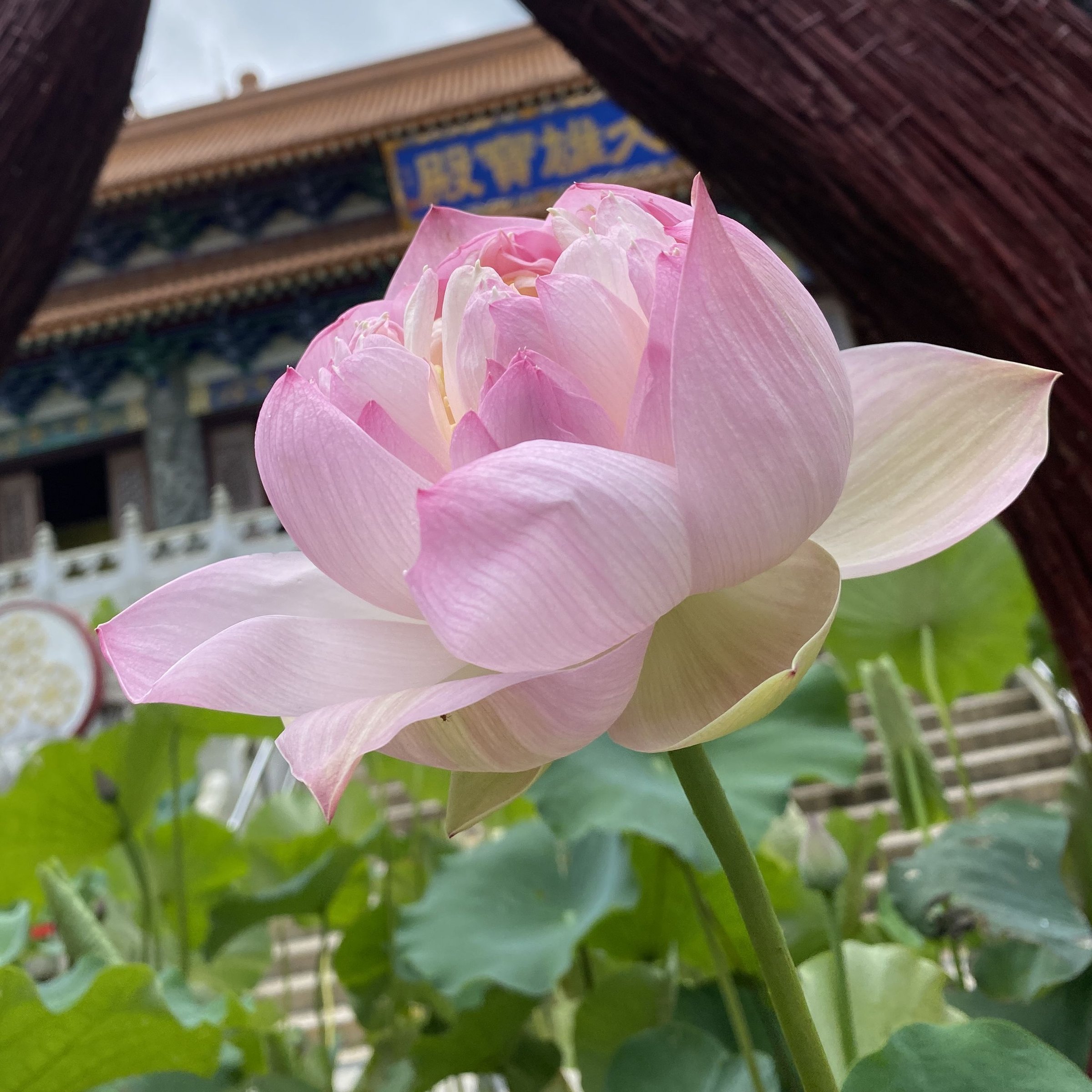 紅台蓮
