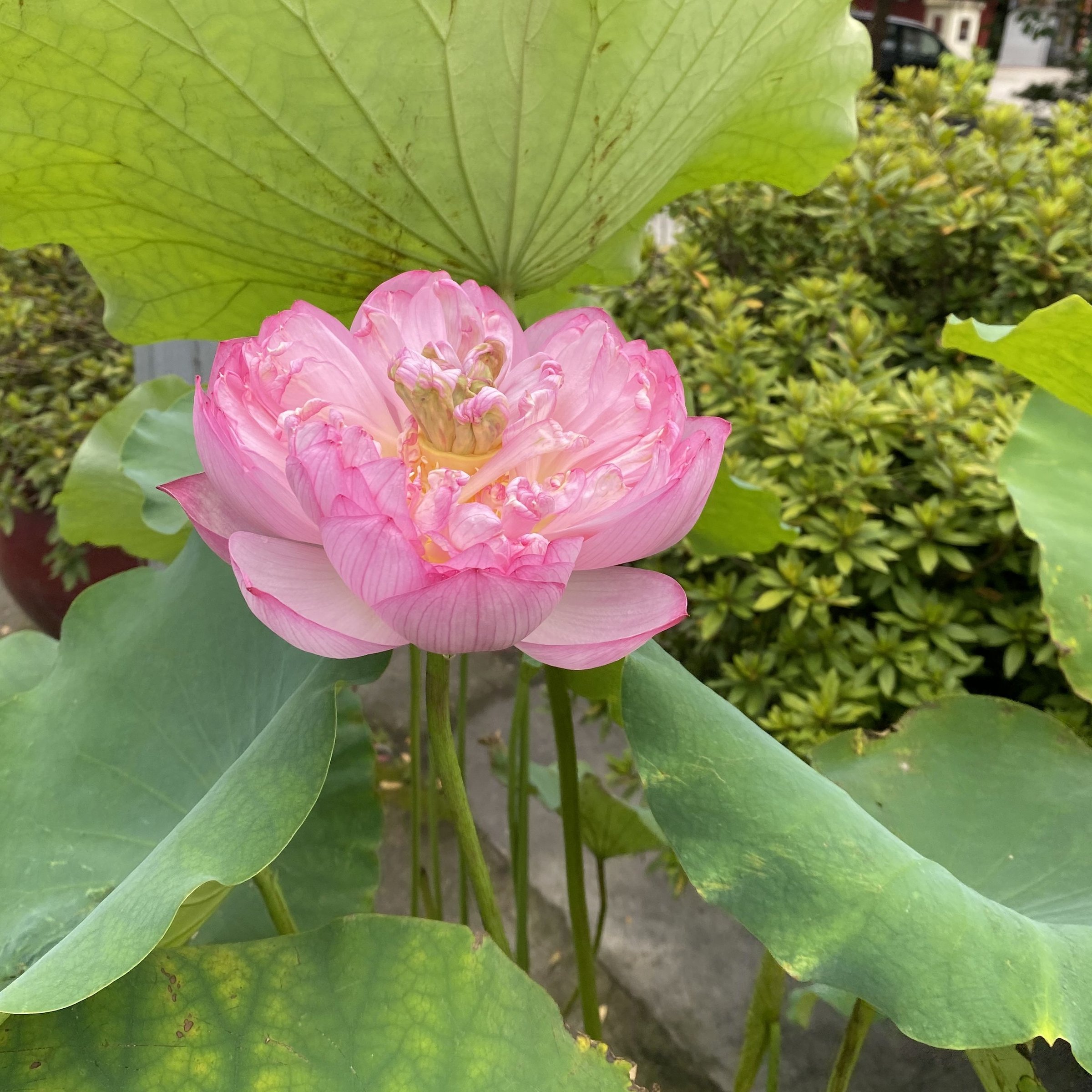 紅台蓮