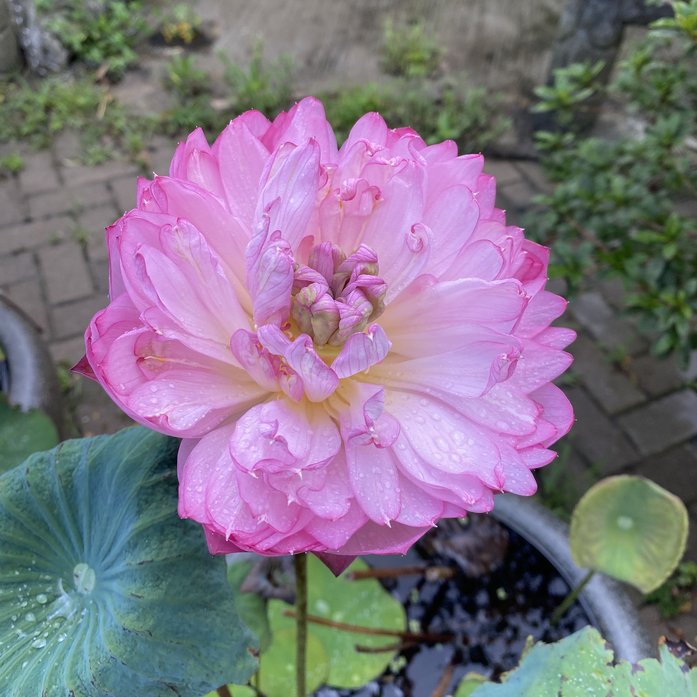 紅台蓮