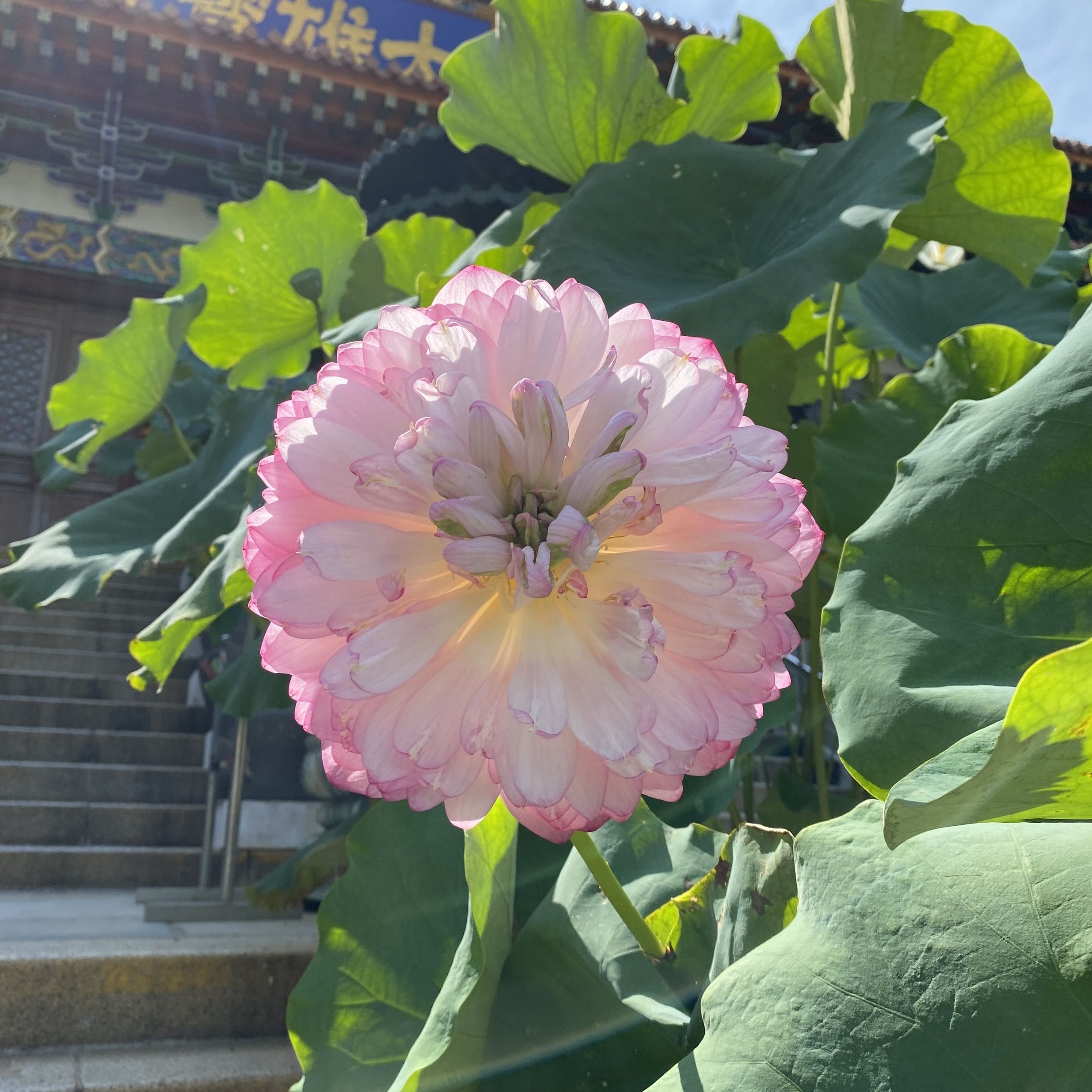 紅台蓮