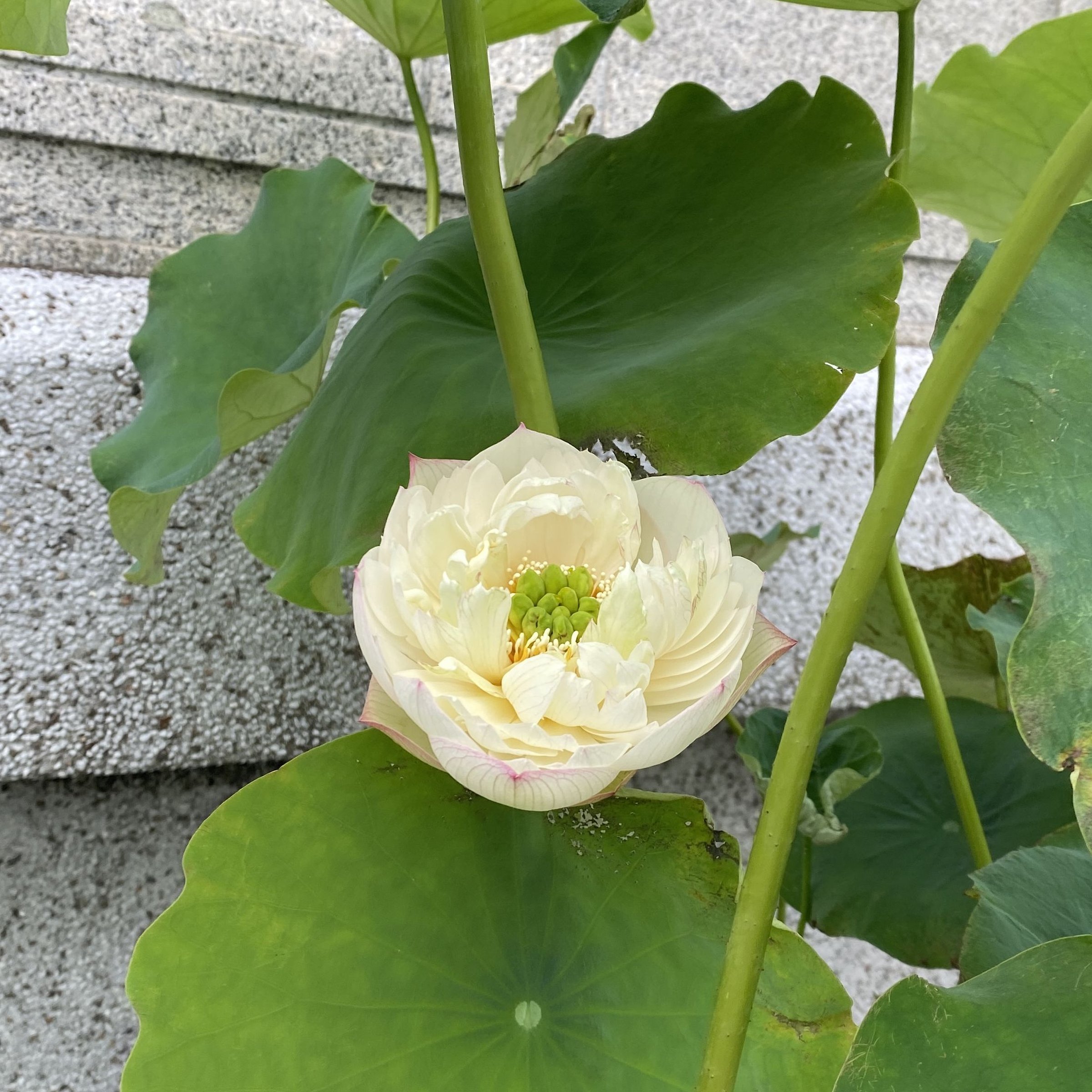娃娃蓮