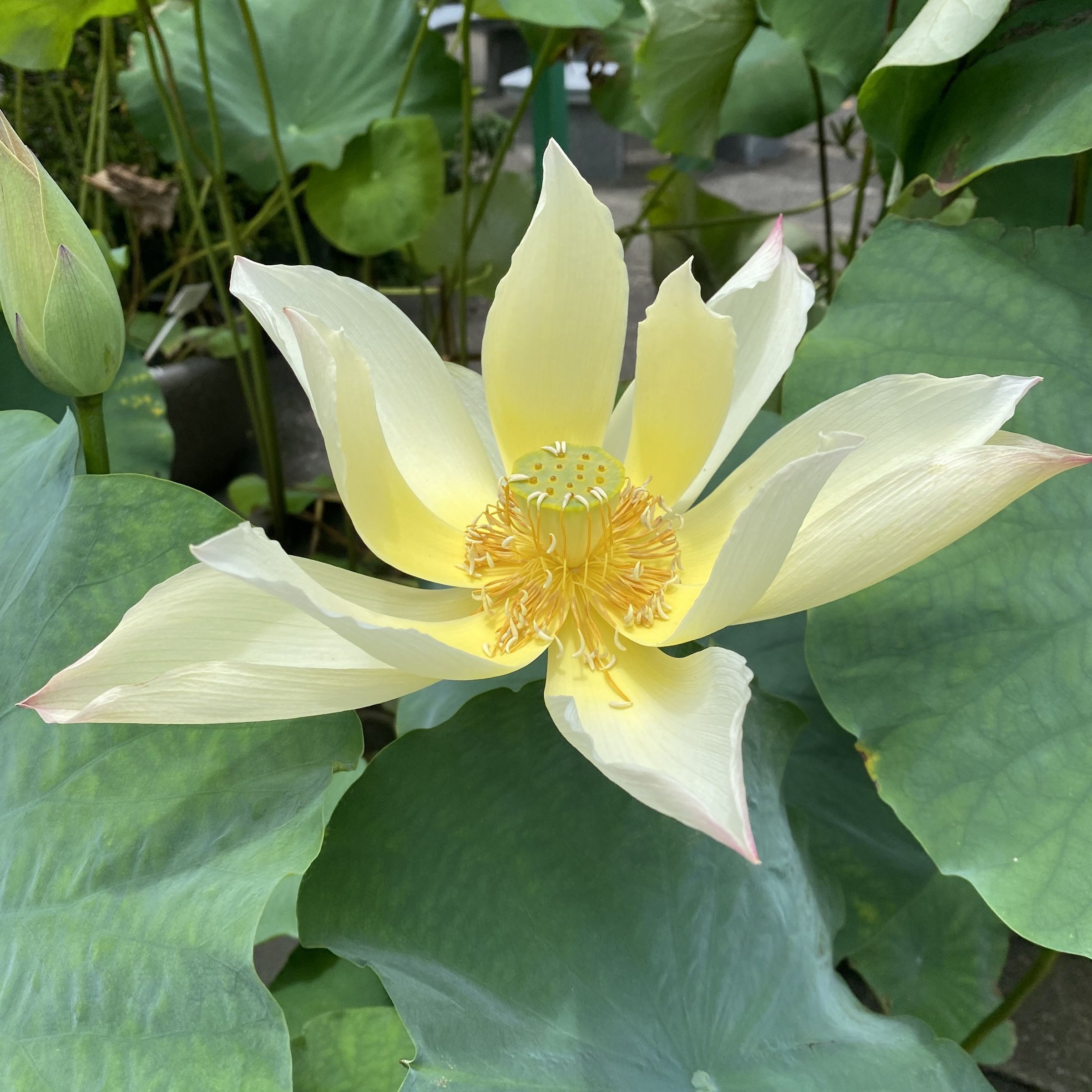 金絲猴