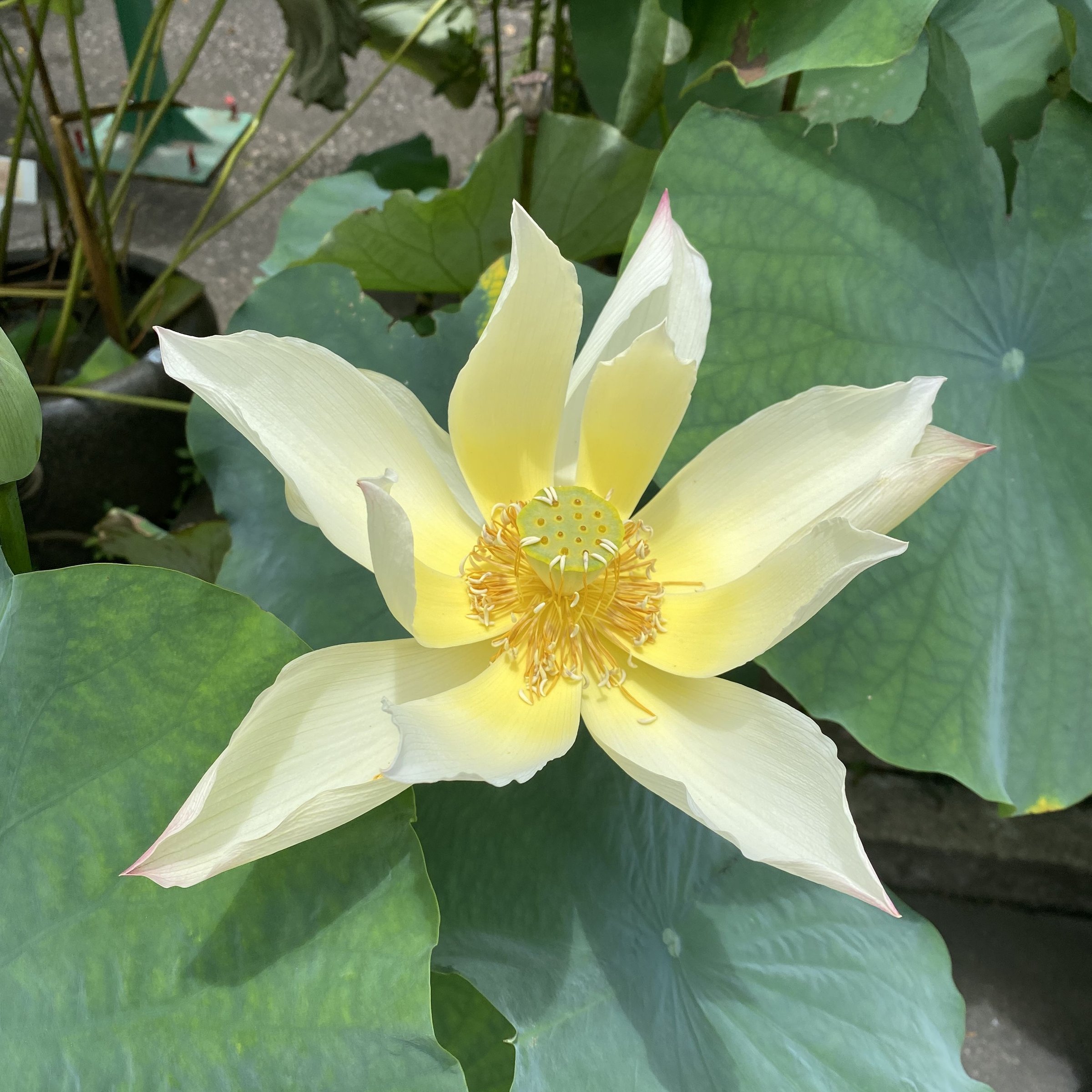 金絲猴