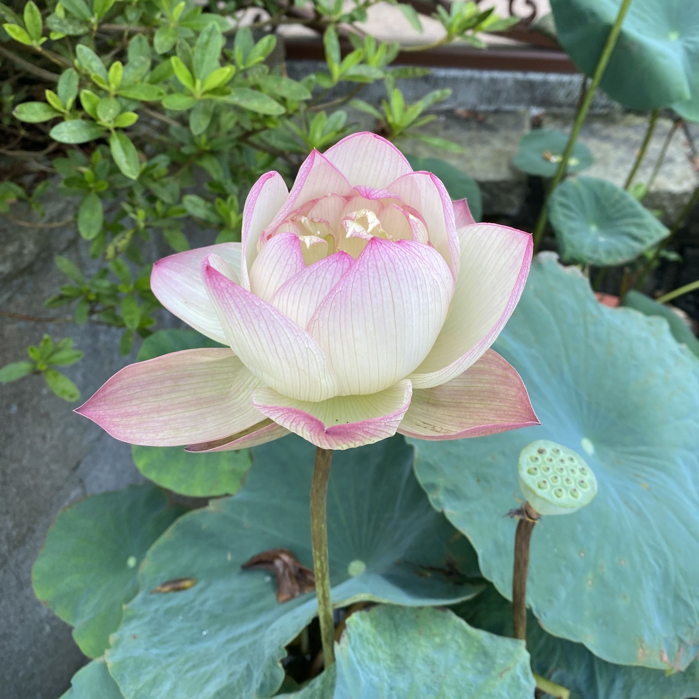 金陵暢想