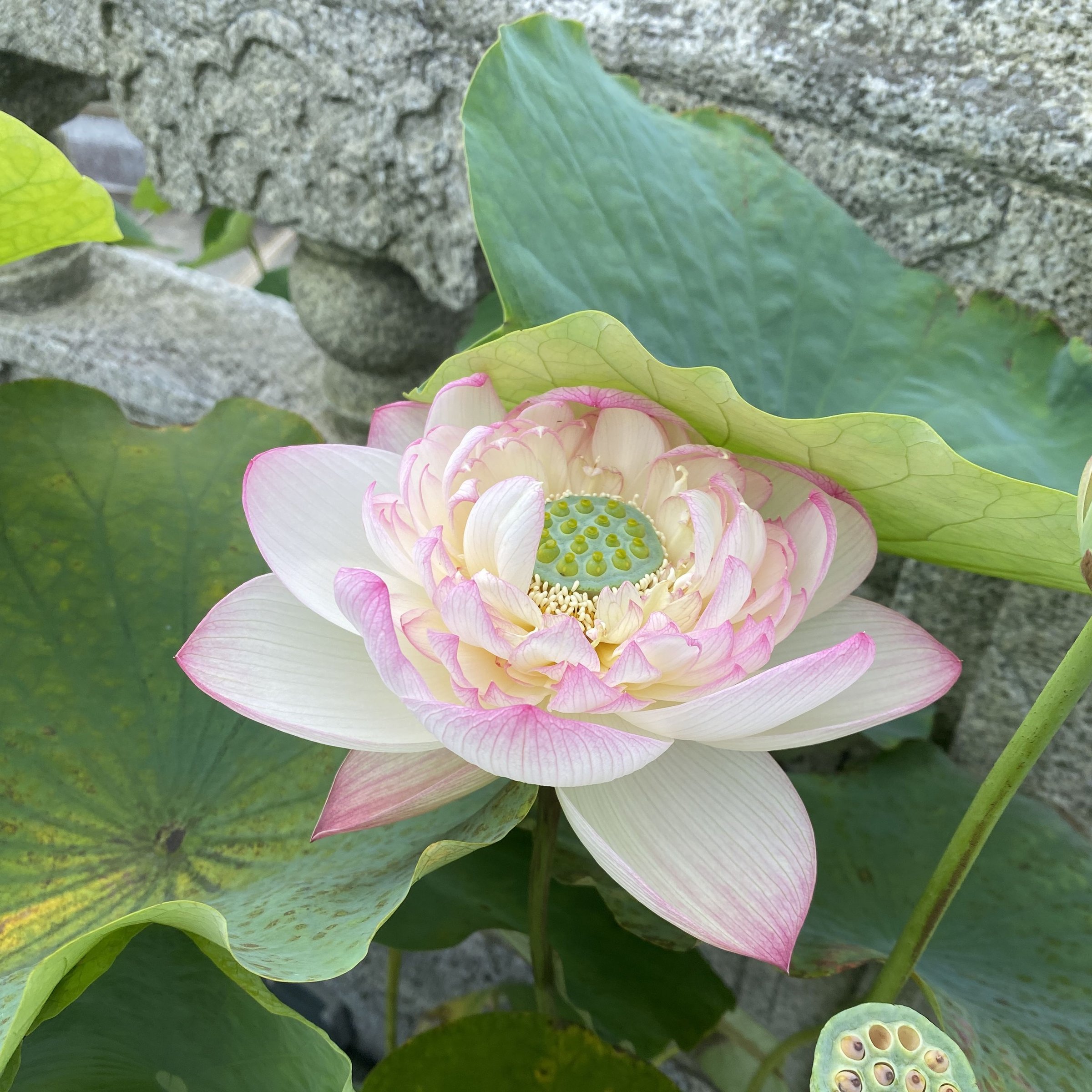 金陵暢想