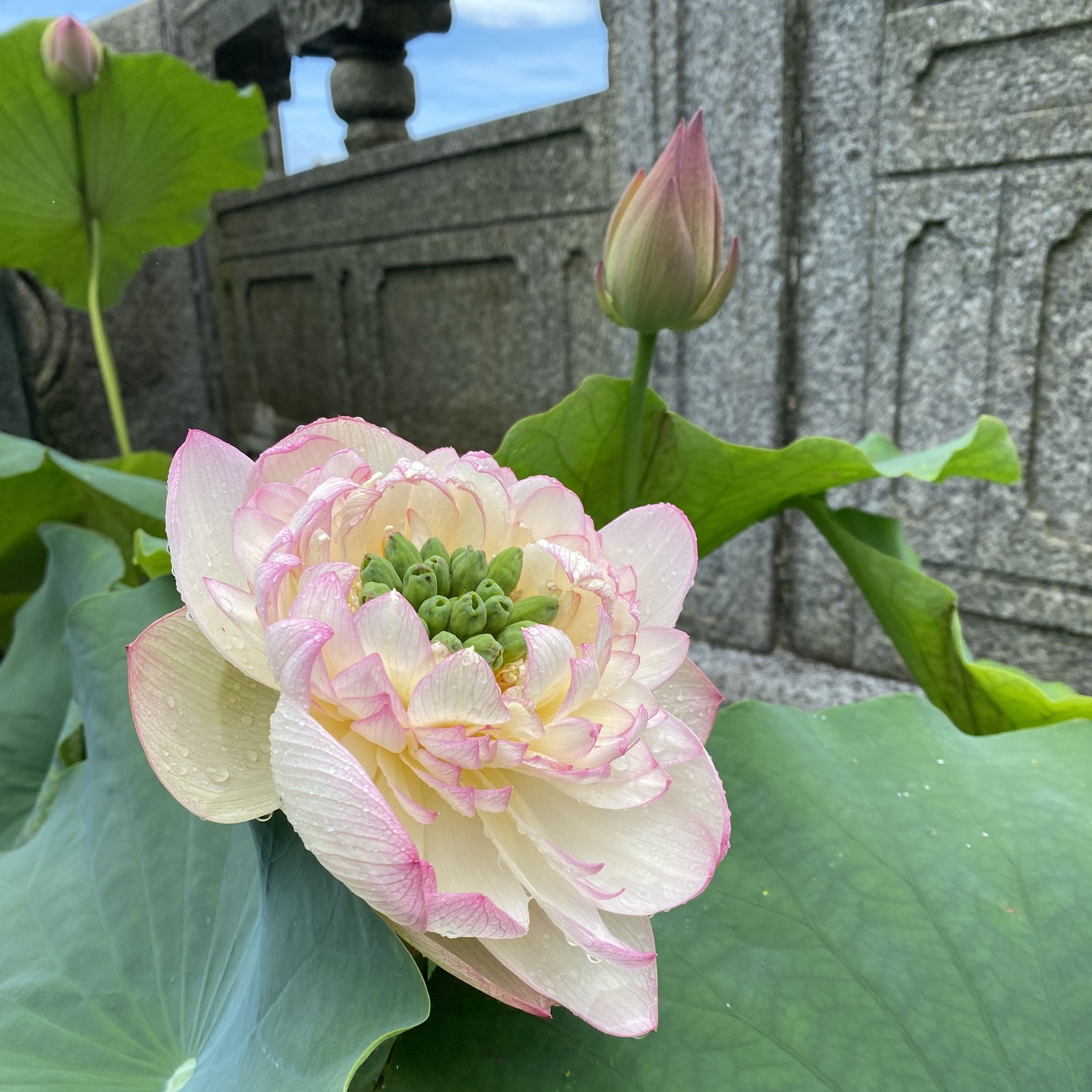 金陵暢想