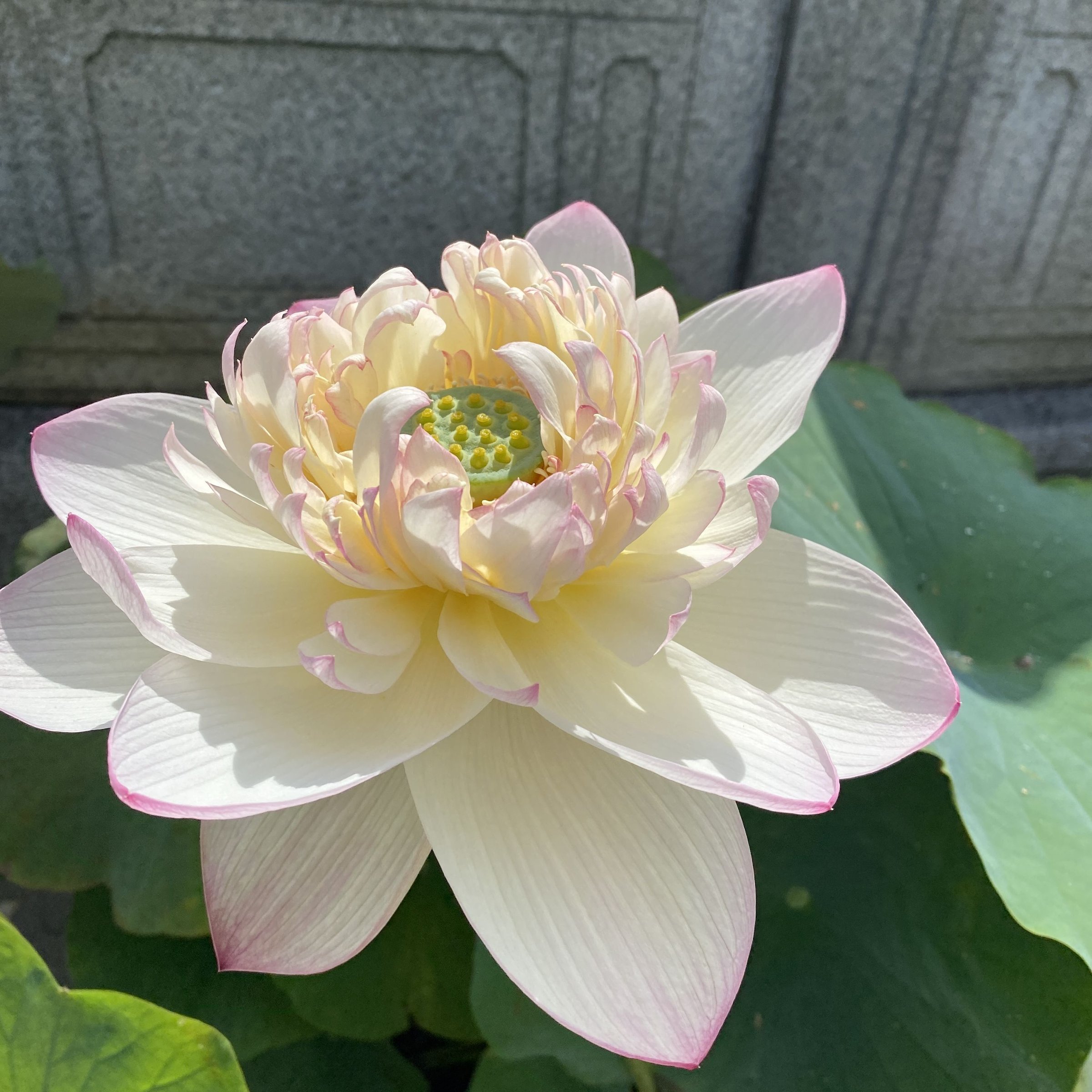 金陵暢想