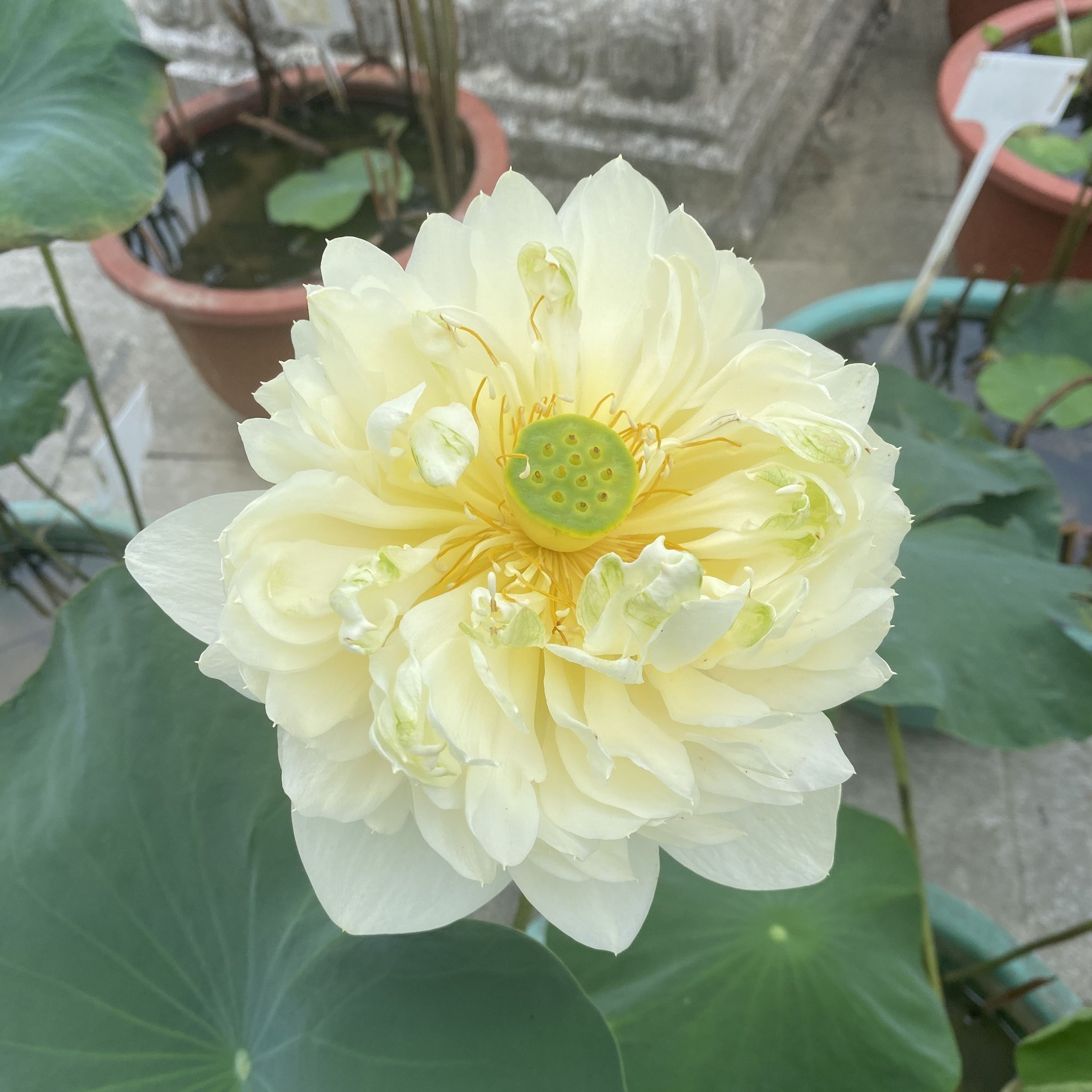 金太陽