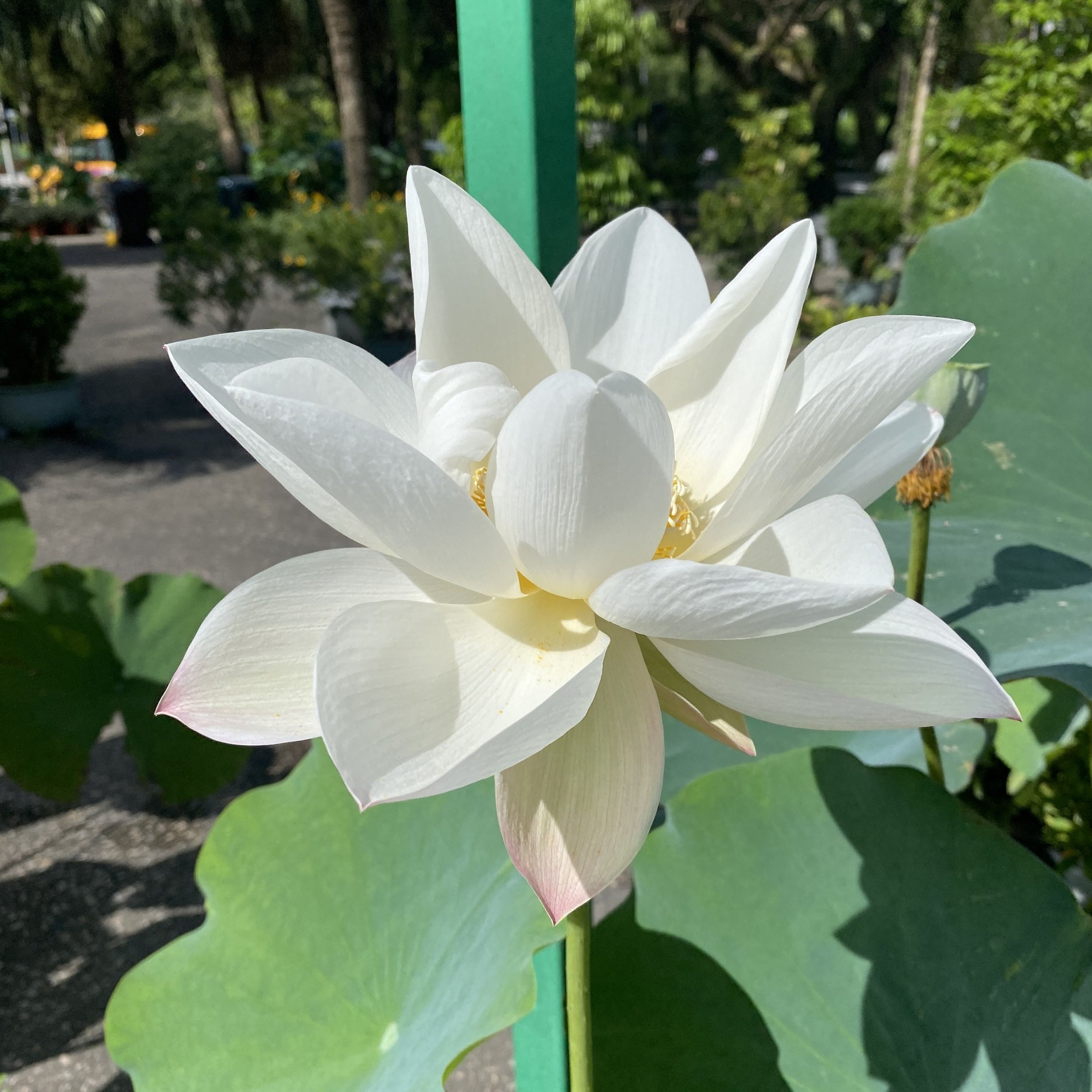 奔月