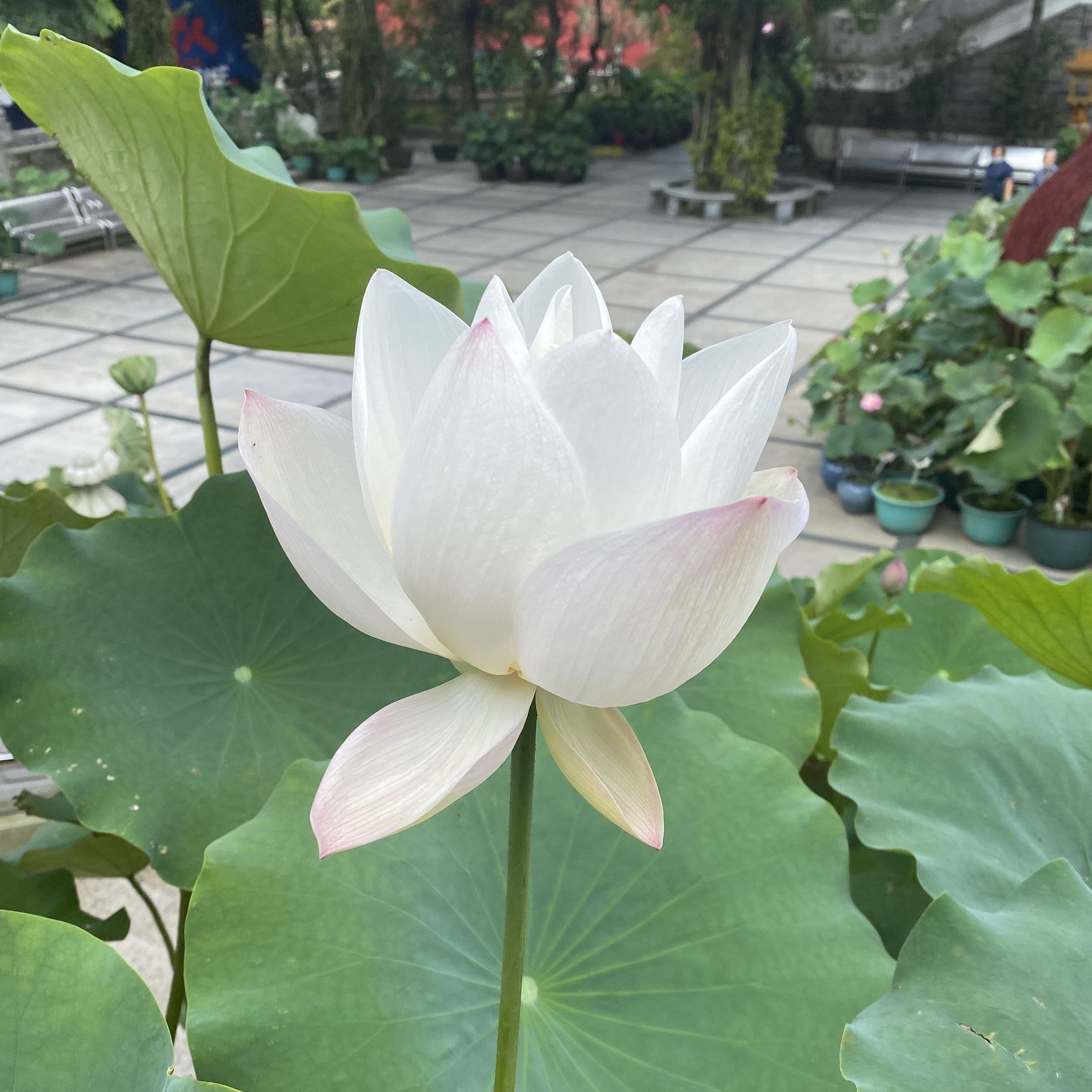 奔月