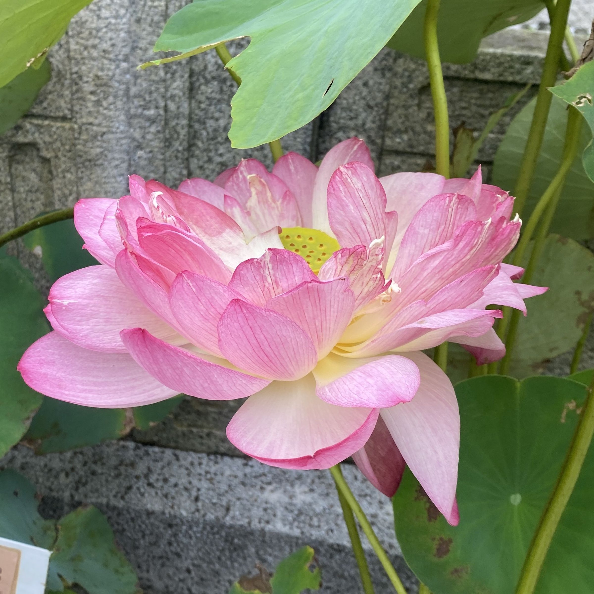 卓越13