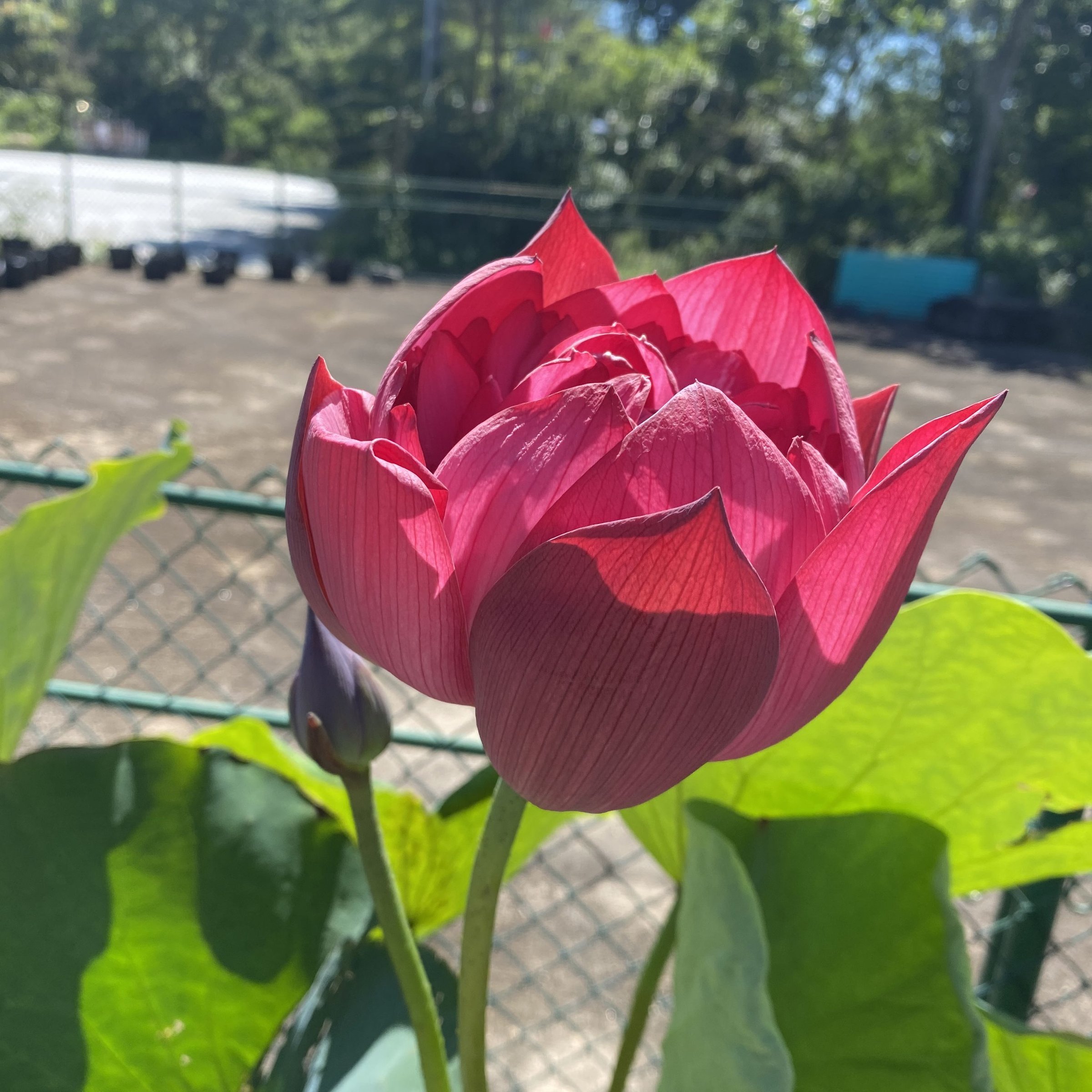 赤碗