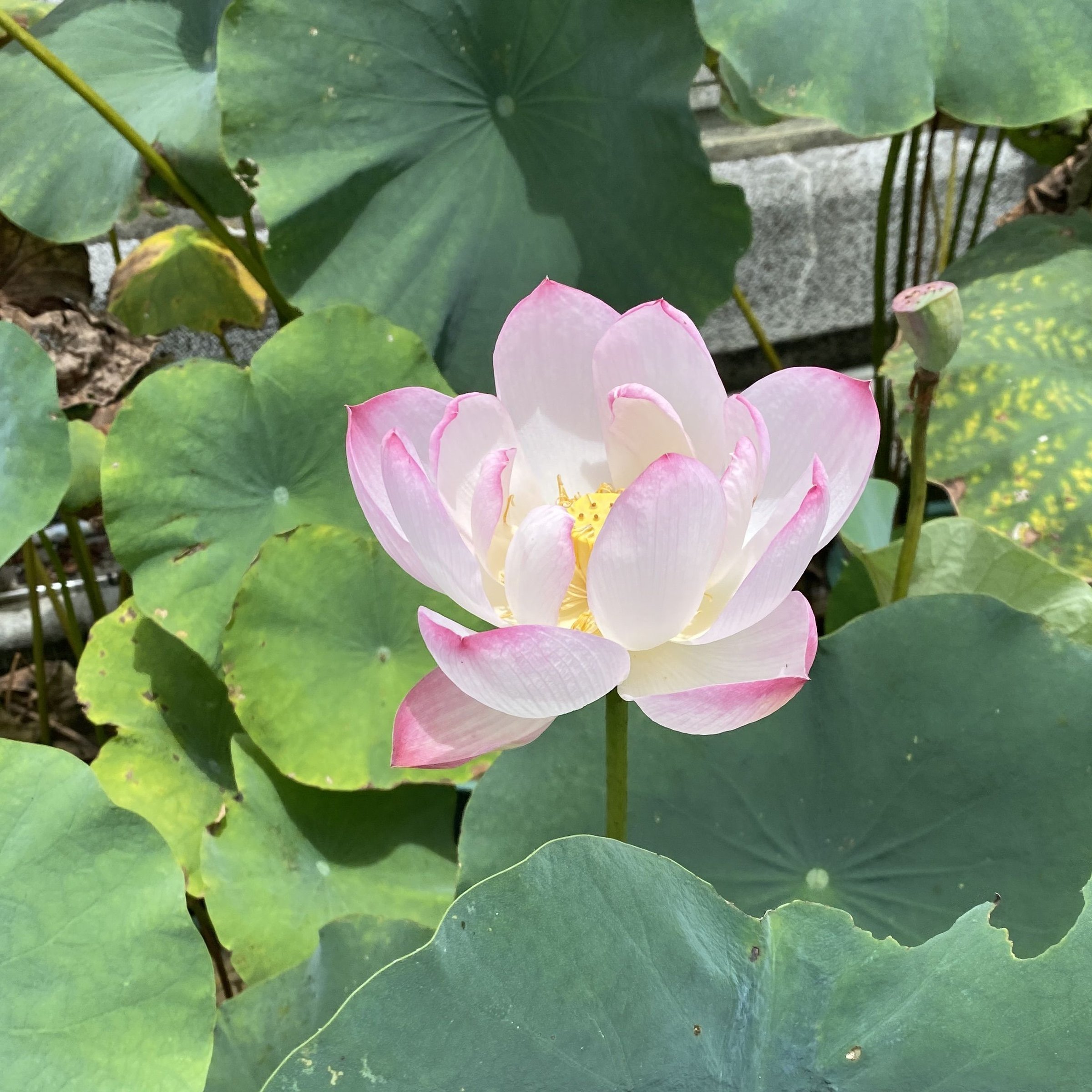 蝶戀花,半重瓣型,飛舞狀,複色花,武漢育種,黃綠變瓣,荷花展二等獎,花姿瀟灑