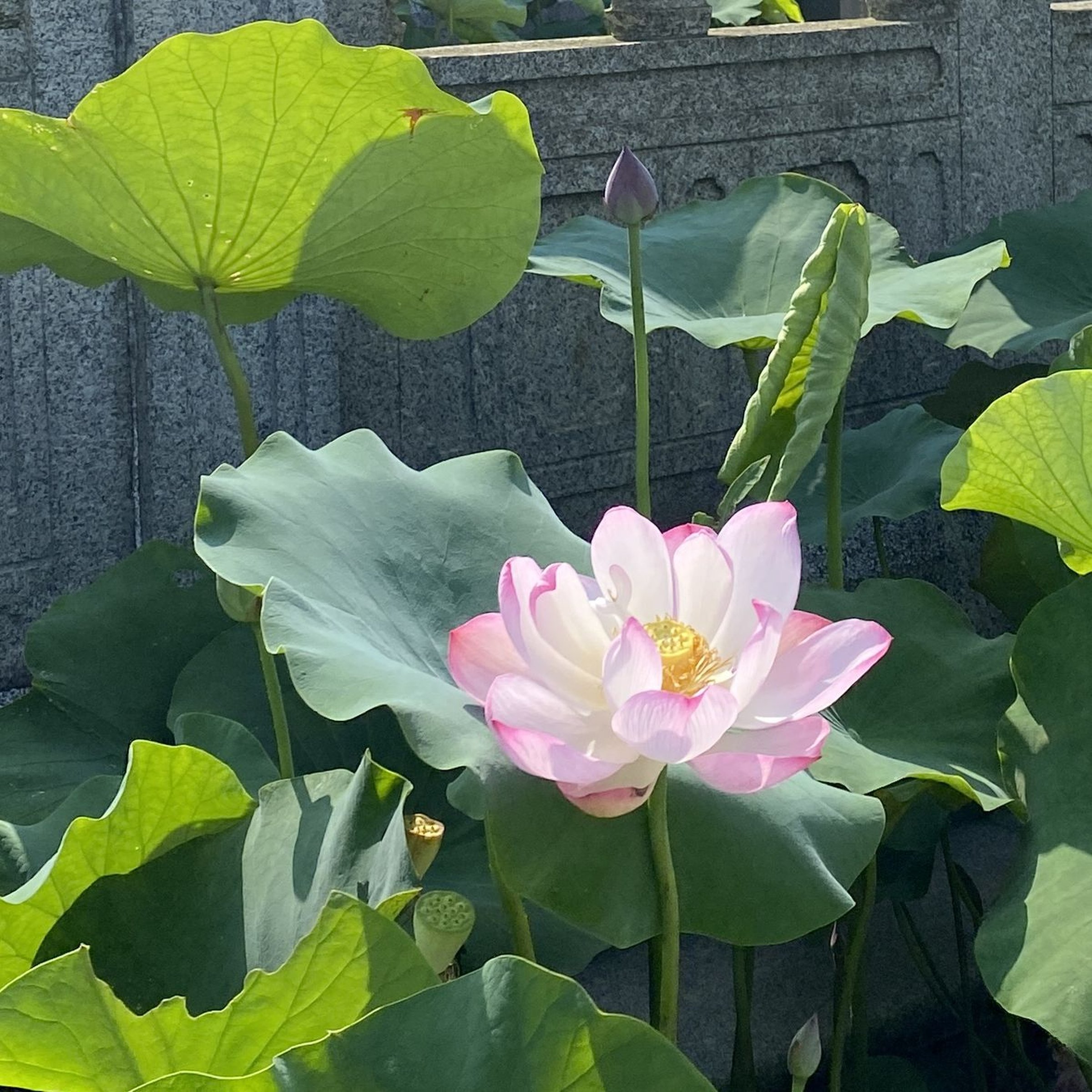 蝶戀花,半重瓣型,飛舞狀,複色花,武漢育種,黃綠變瓣,荷花展二等獎,花姿瀟灑