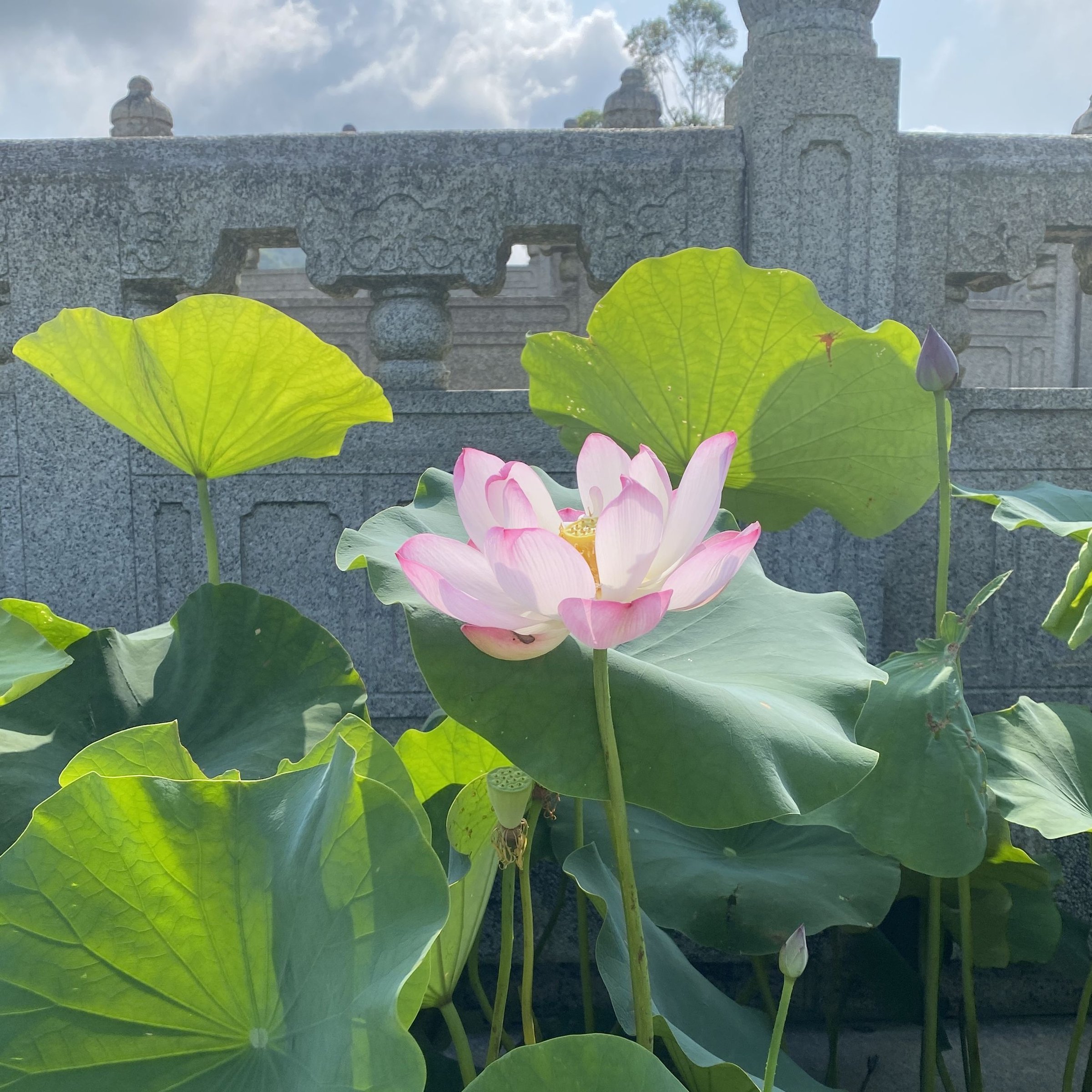蝶戀花,半重瓣型,飛舞狀,複色花,武漢育種,黃綠變瓣,荷花展二等獎,花姿瀟灑