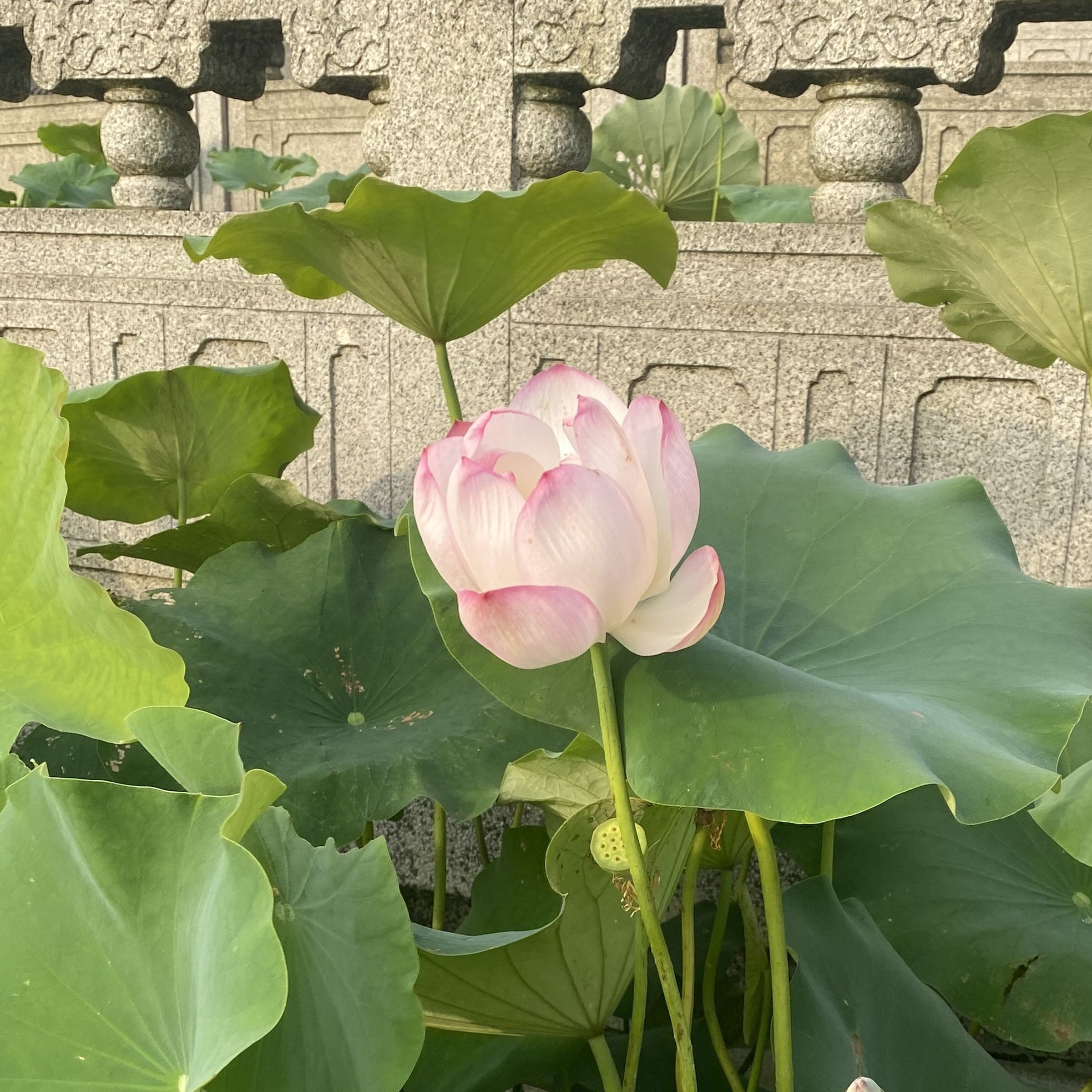 蝶戀花,半重瓣型,飛舞狀,複色花,武漢育種,黃綠變瓣,荷花展二等獎,花姿瀟灑
