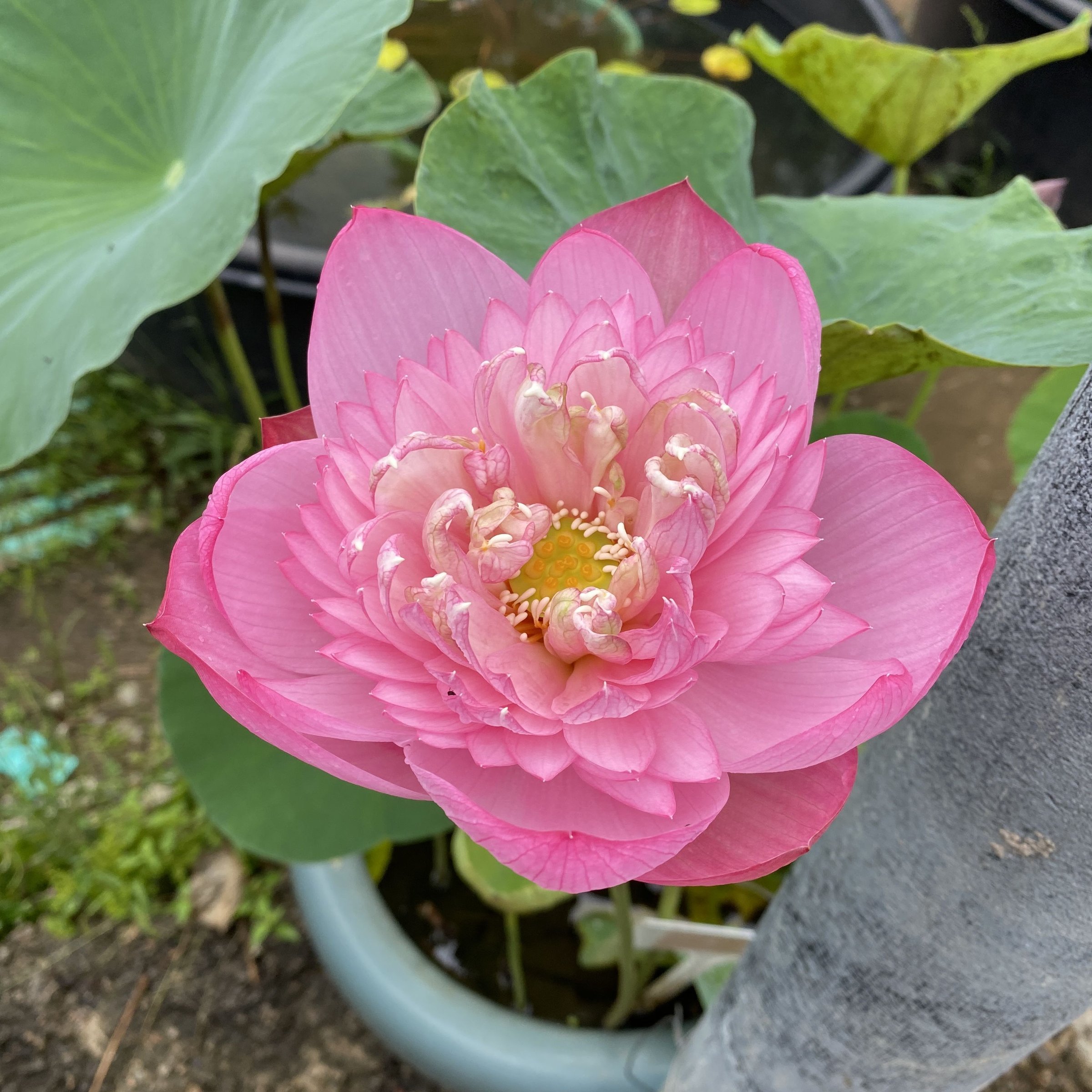 沂蒙頌