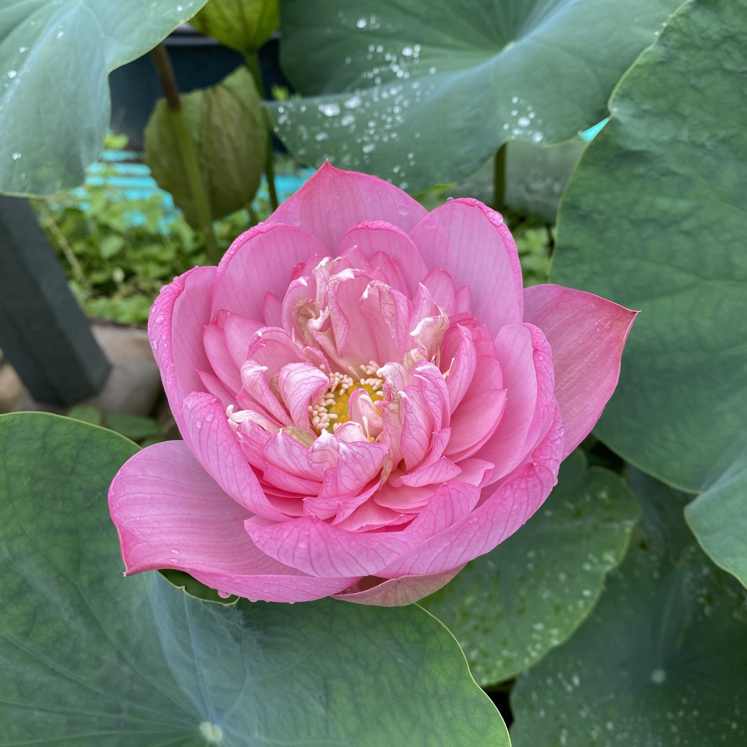 沂蒙頌