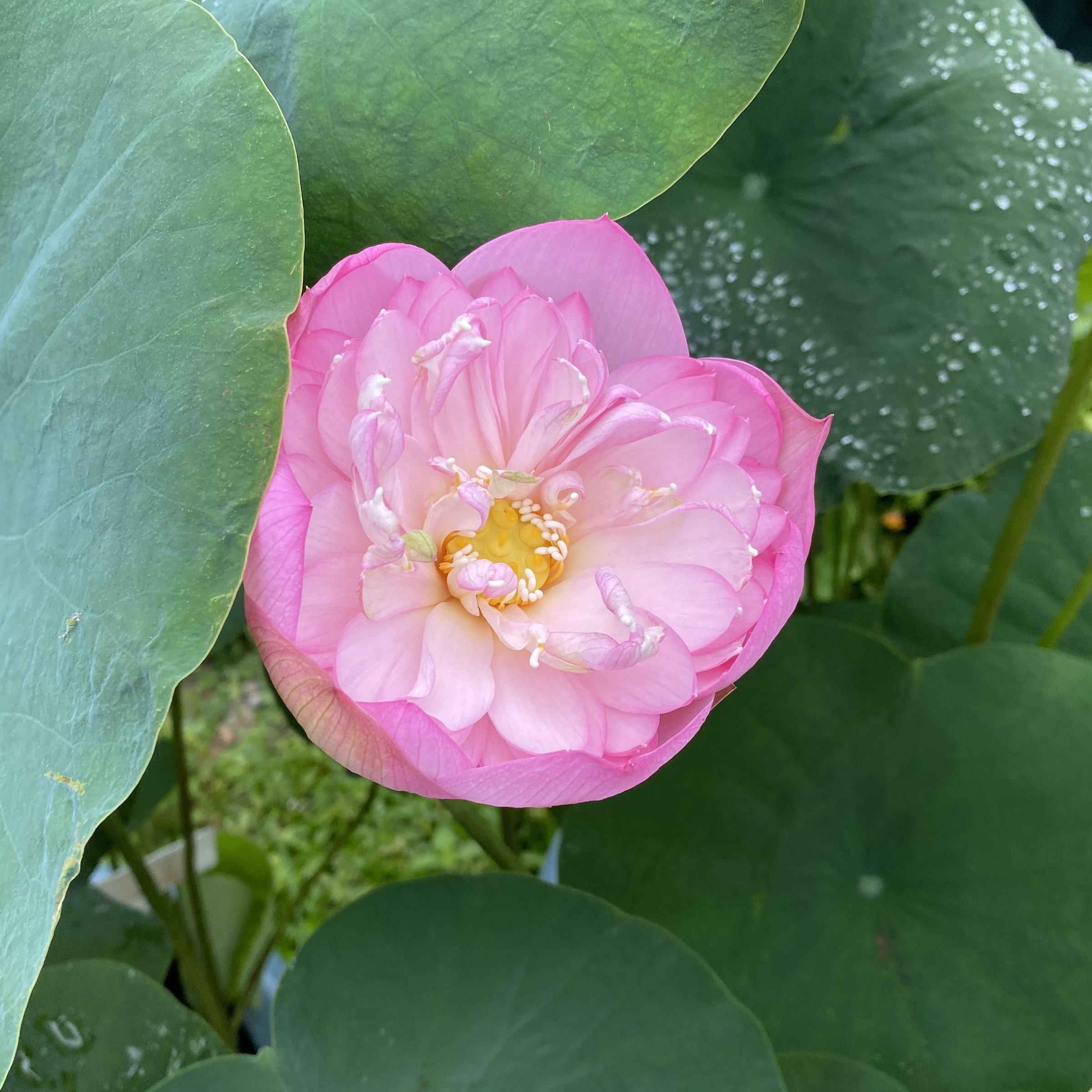 沂蒙頌