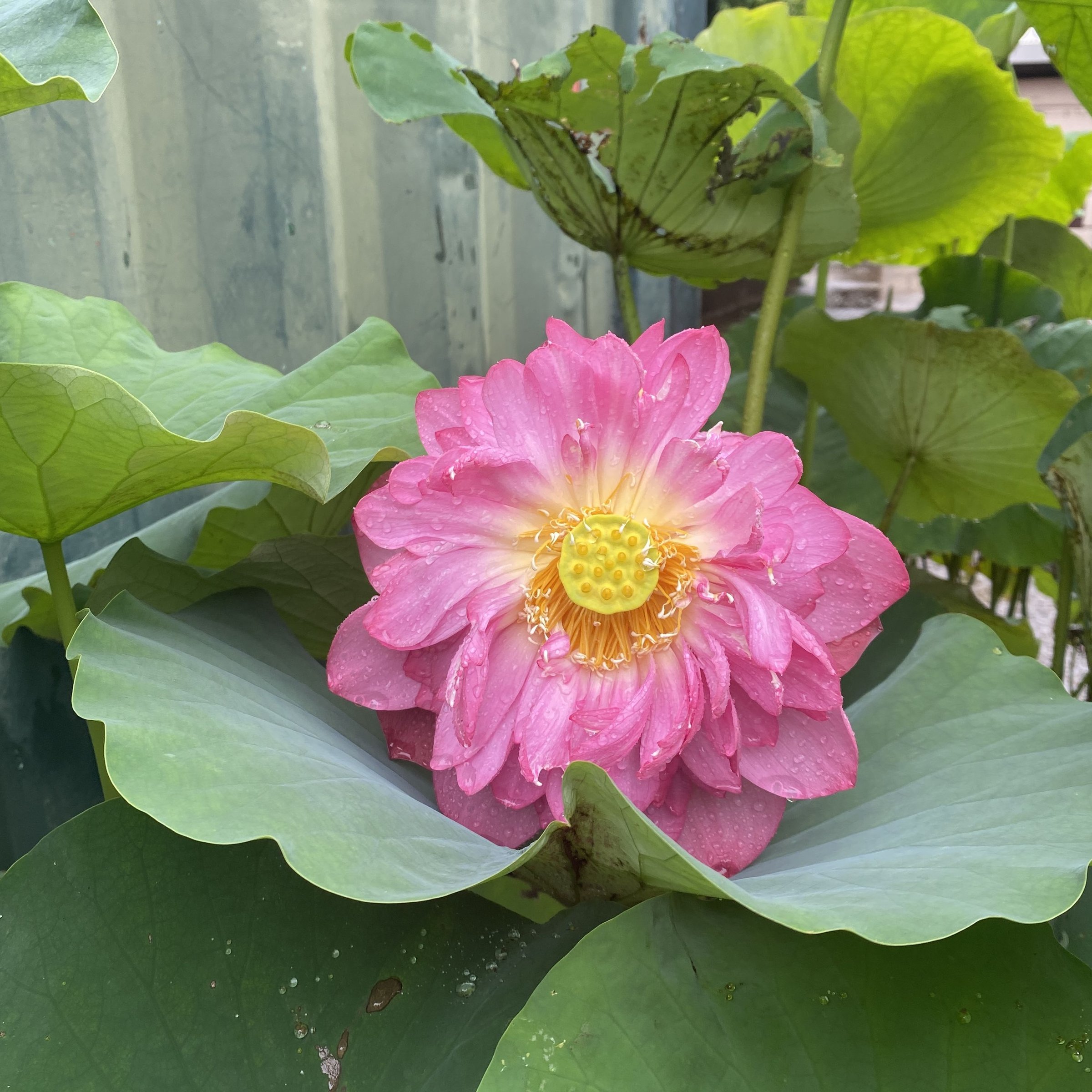 沂蒙頌