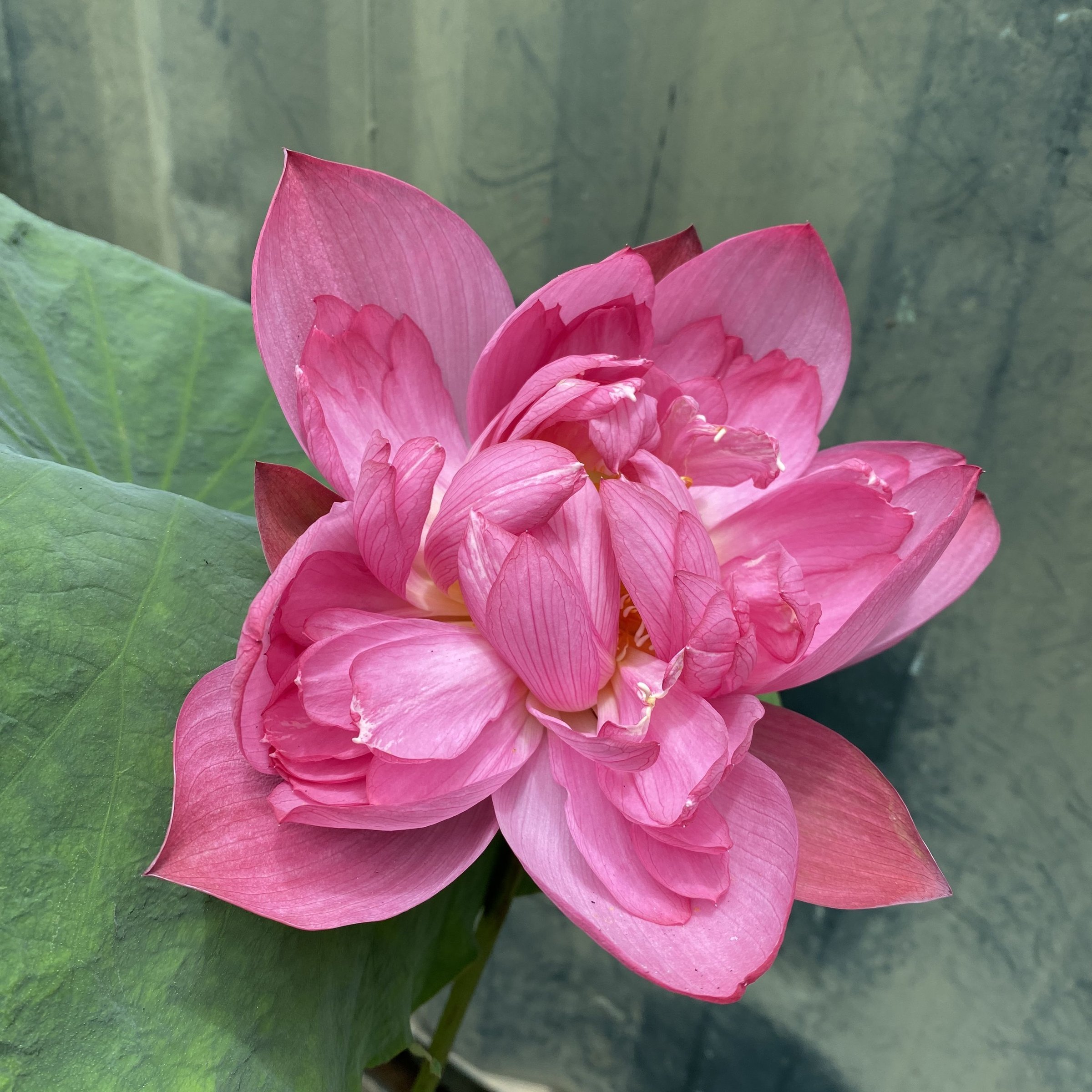 沂蒙頌