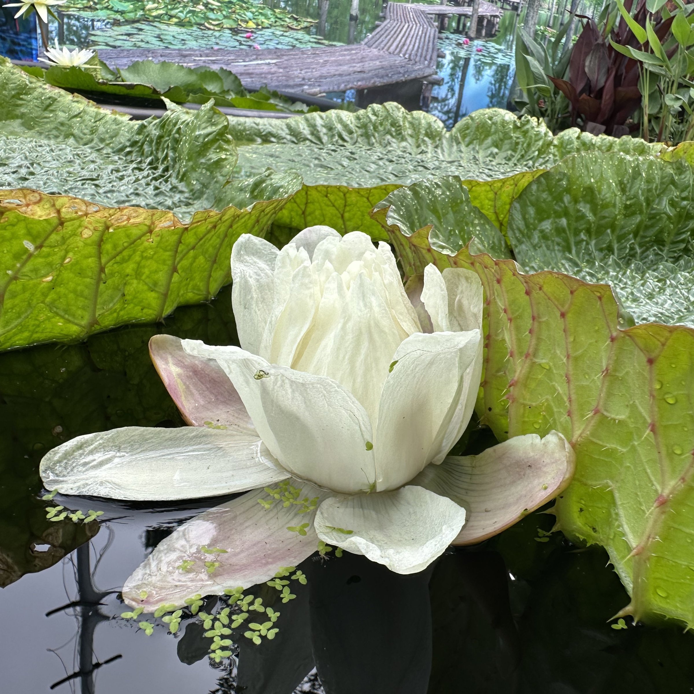 克魯茲大王蓮
