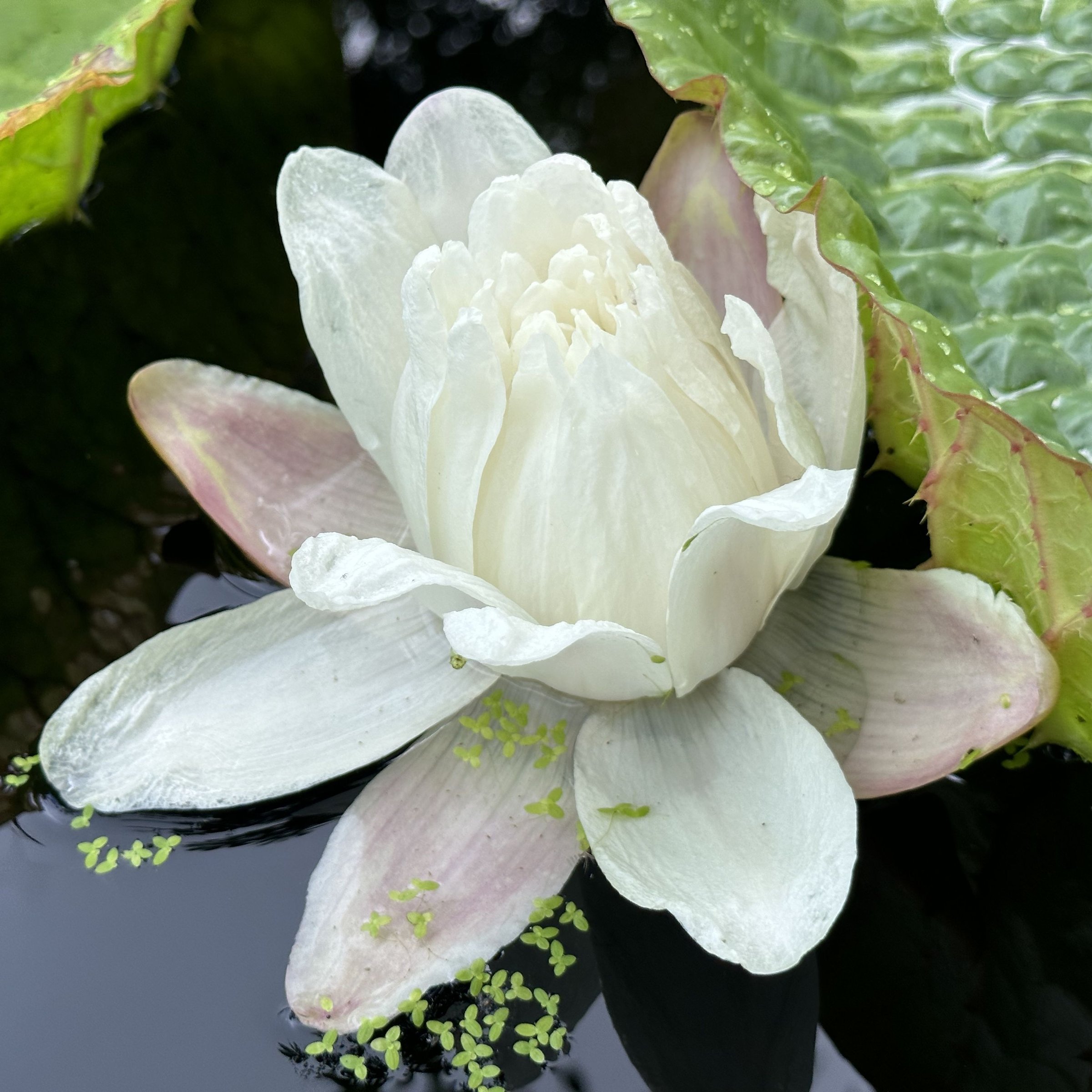 克魯茲大王蓮