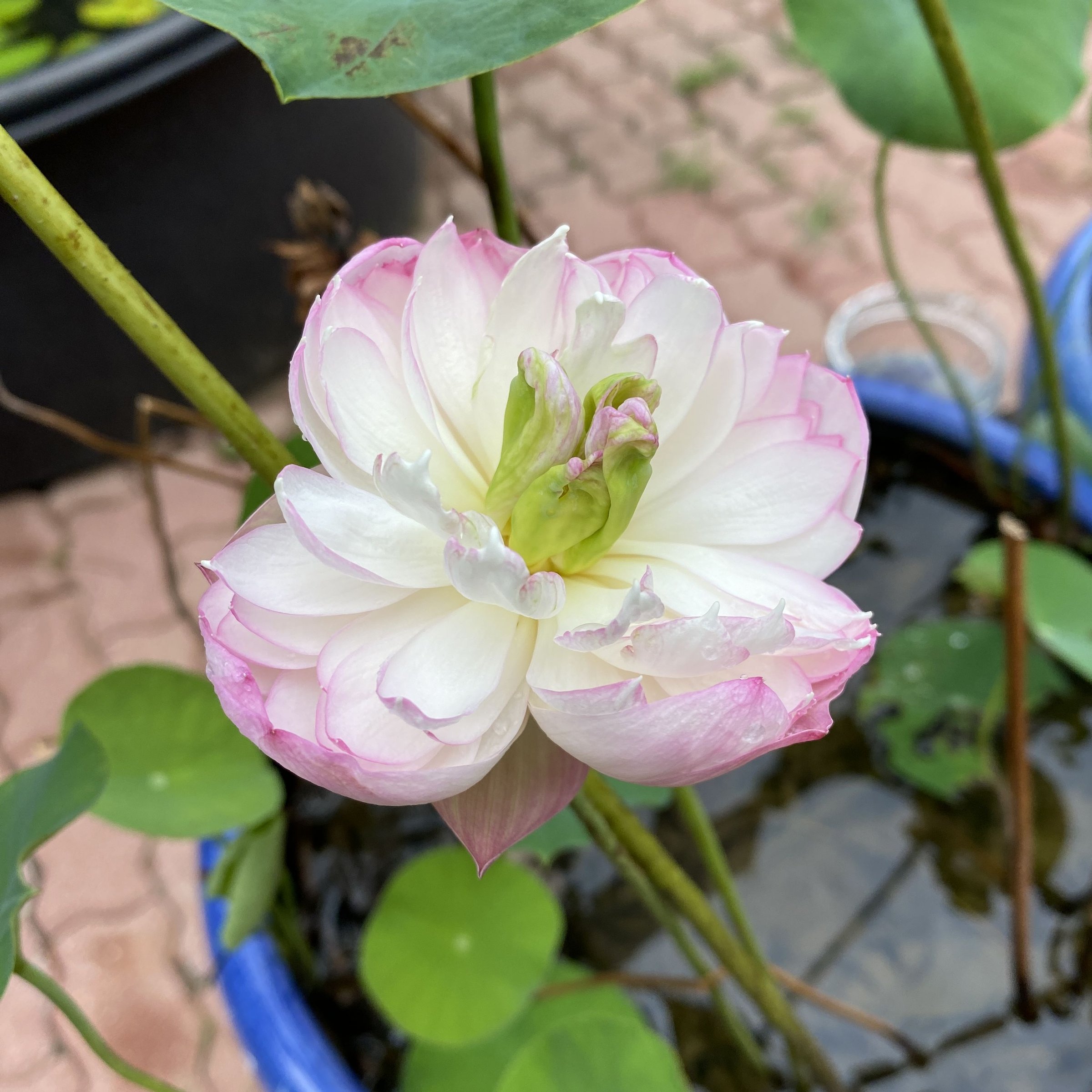 似玉鸝