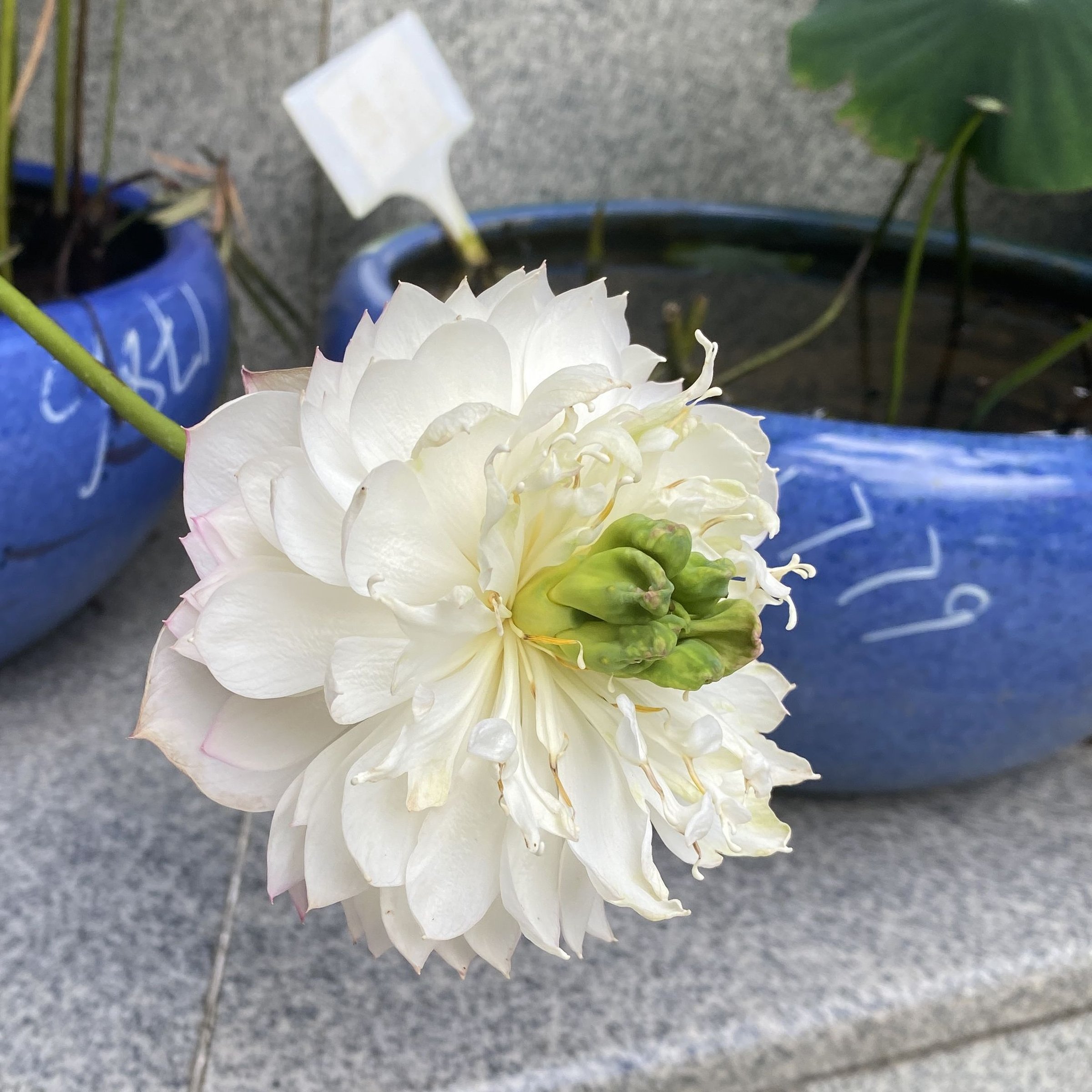 似玉鸝