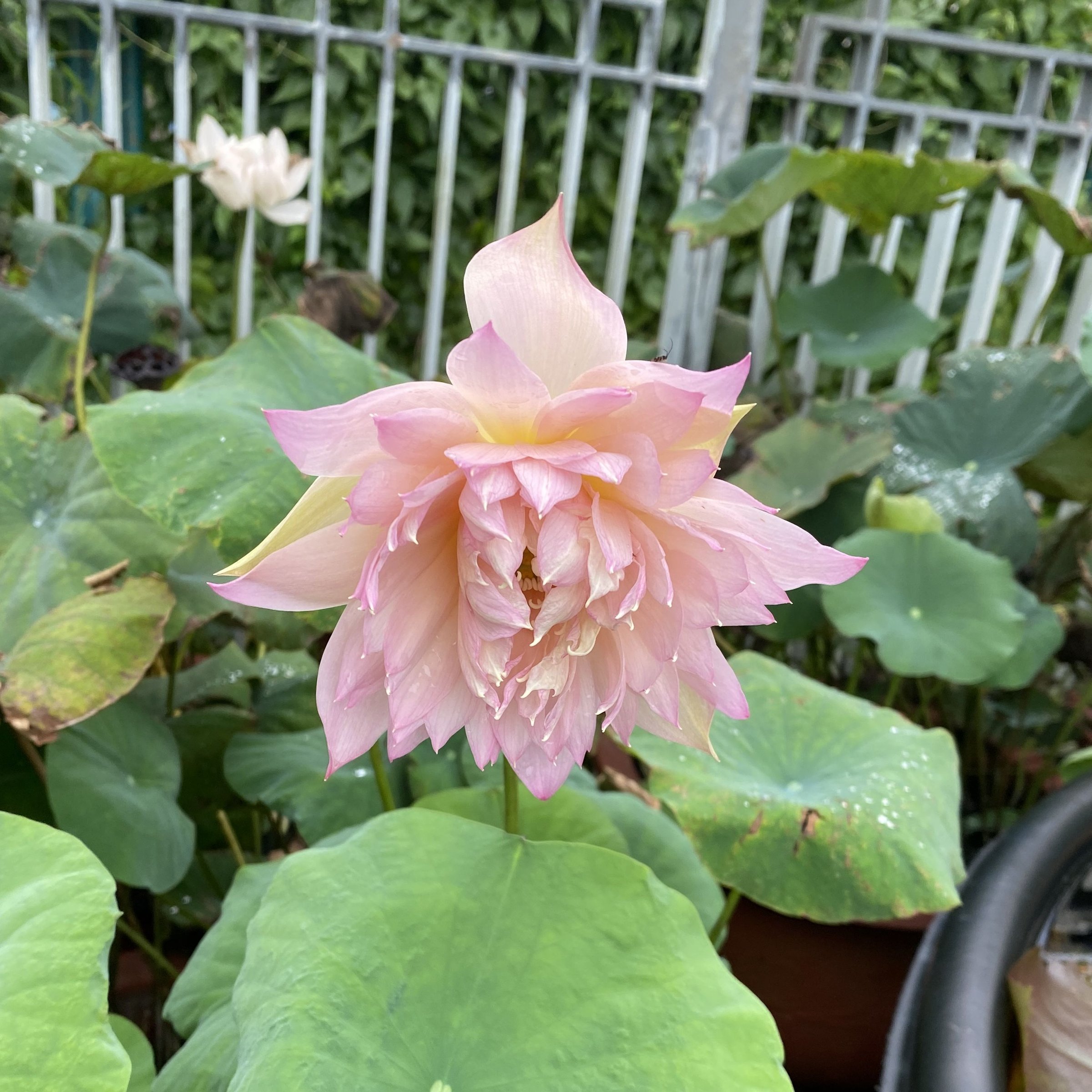 羽裳