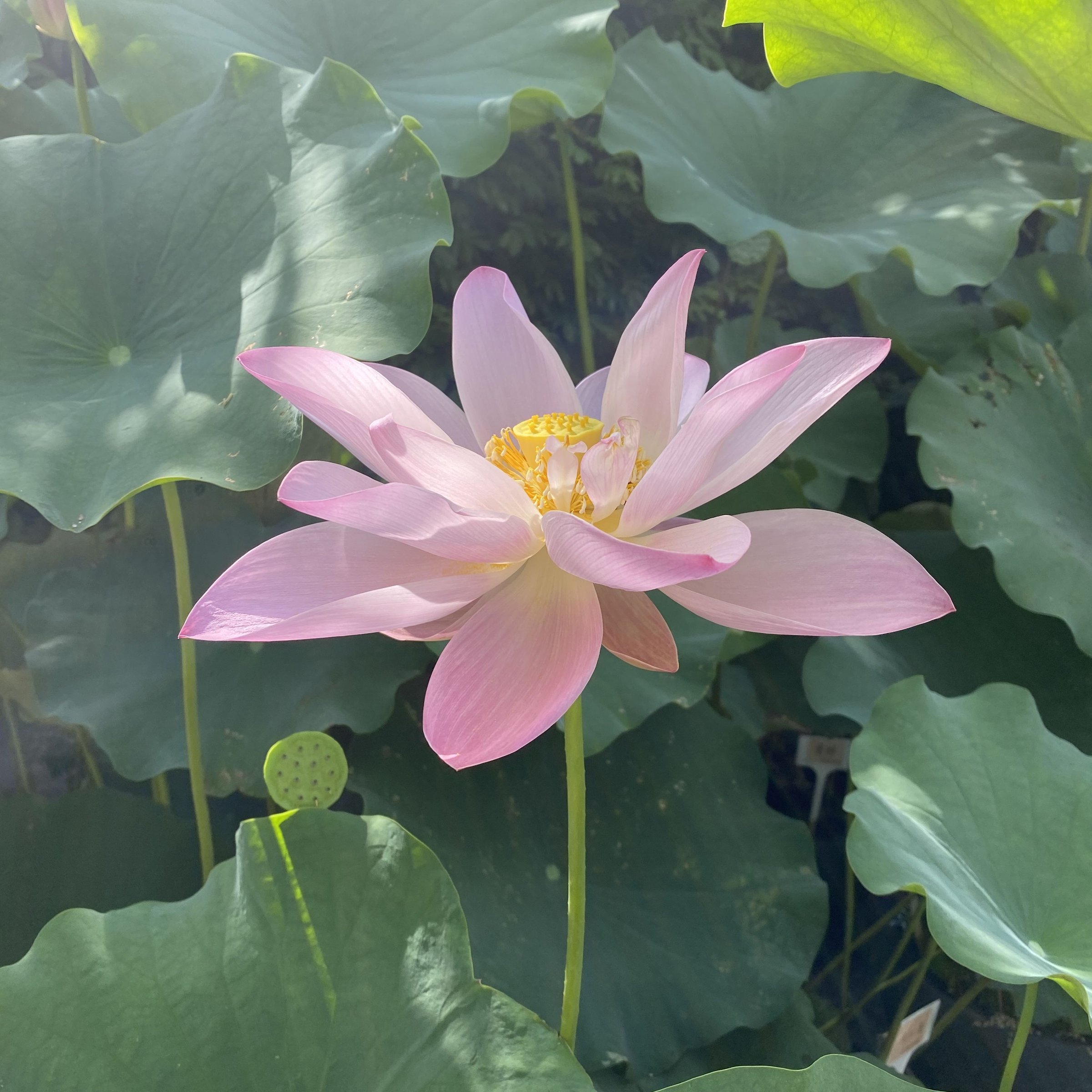 江溪紅蓮