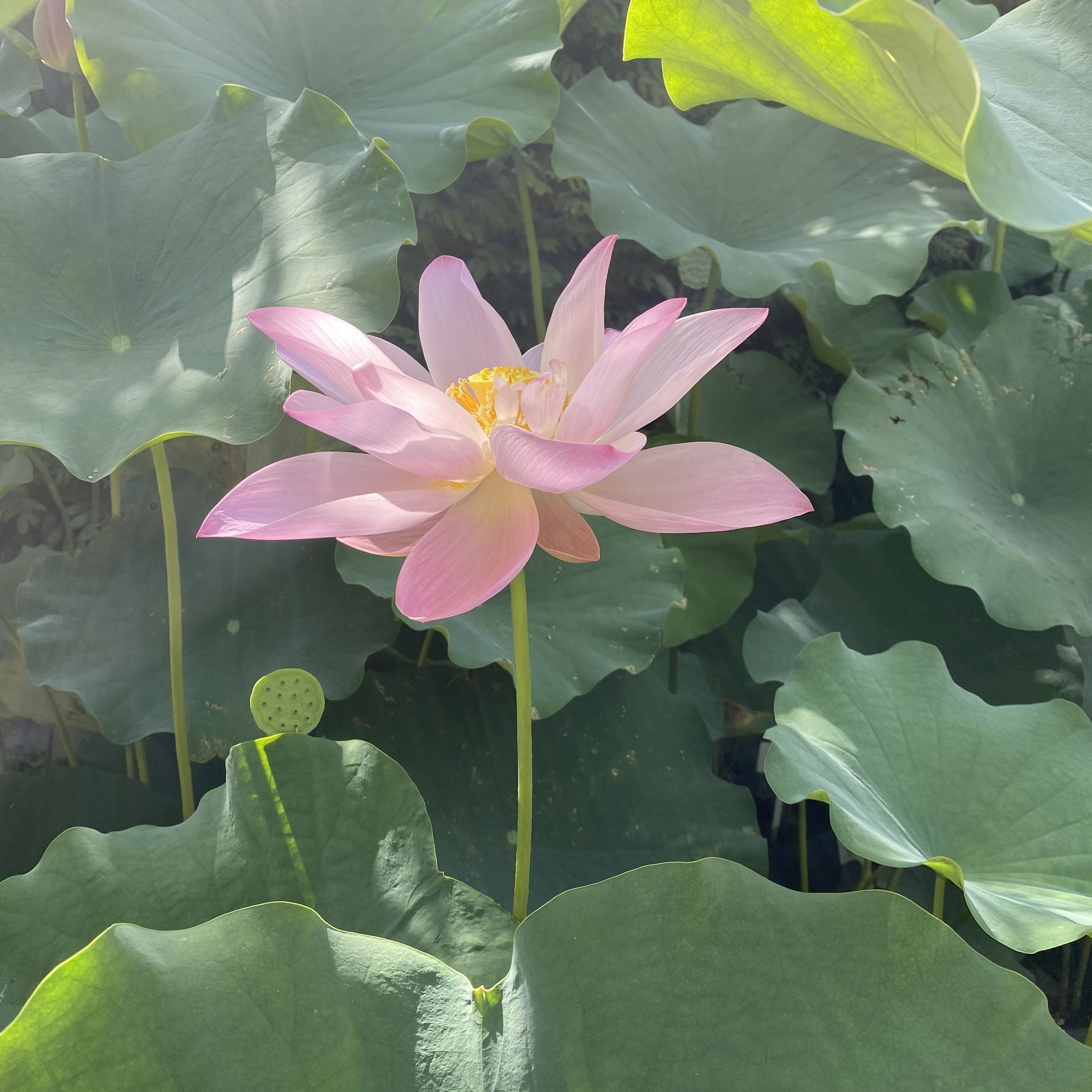 江溪紅蓮