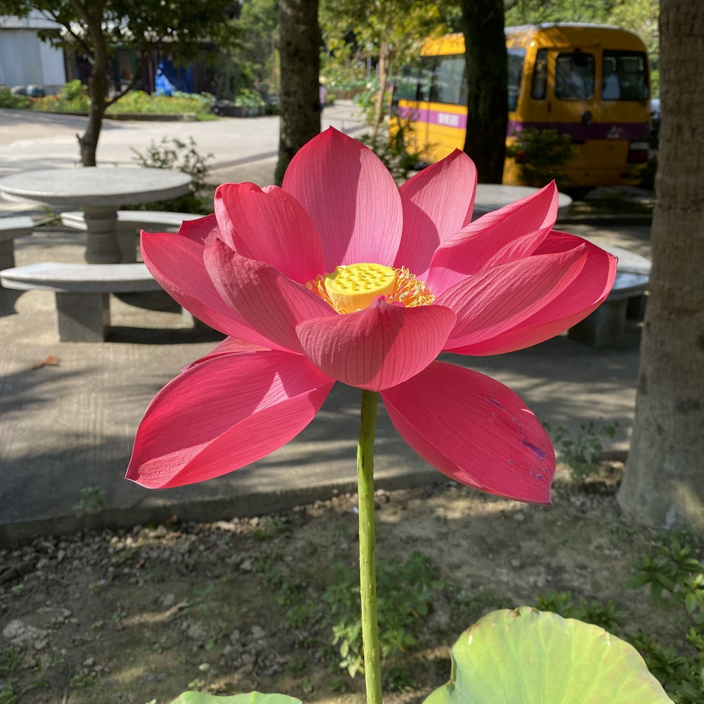 朱顔