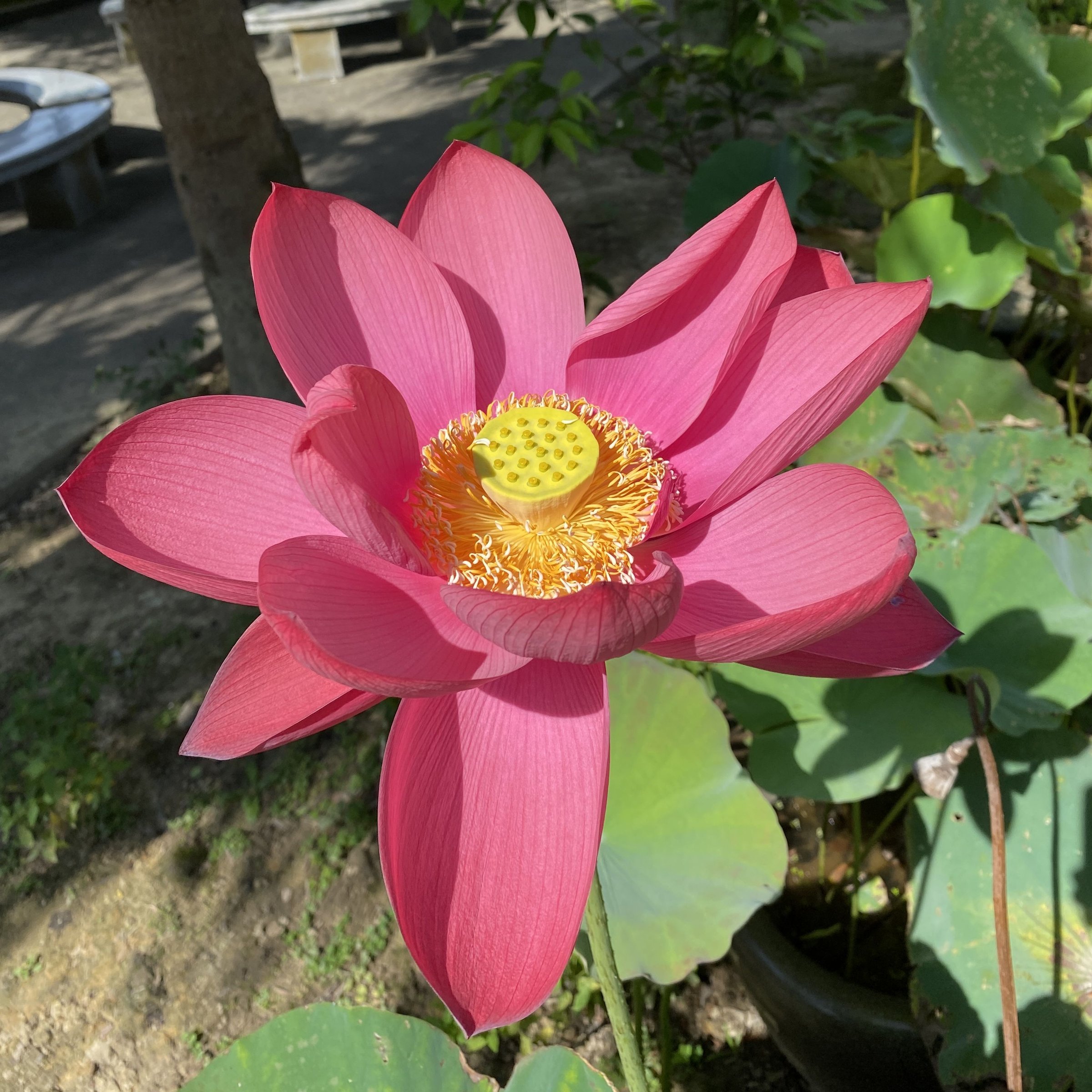 朱顔
