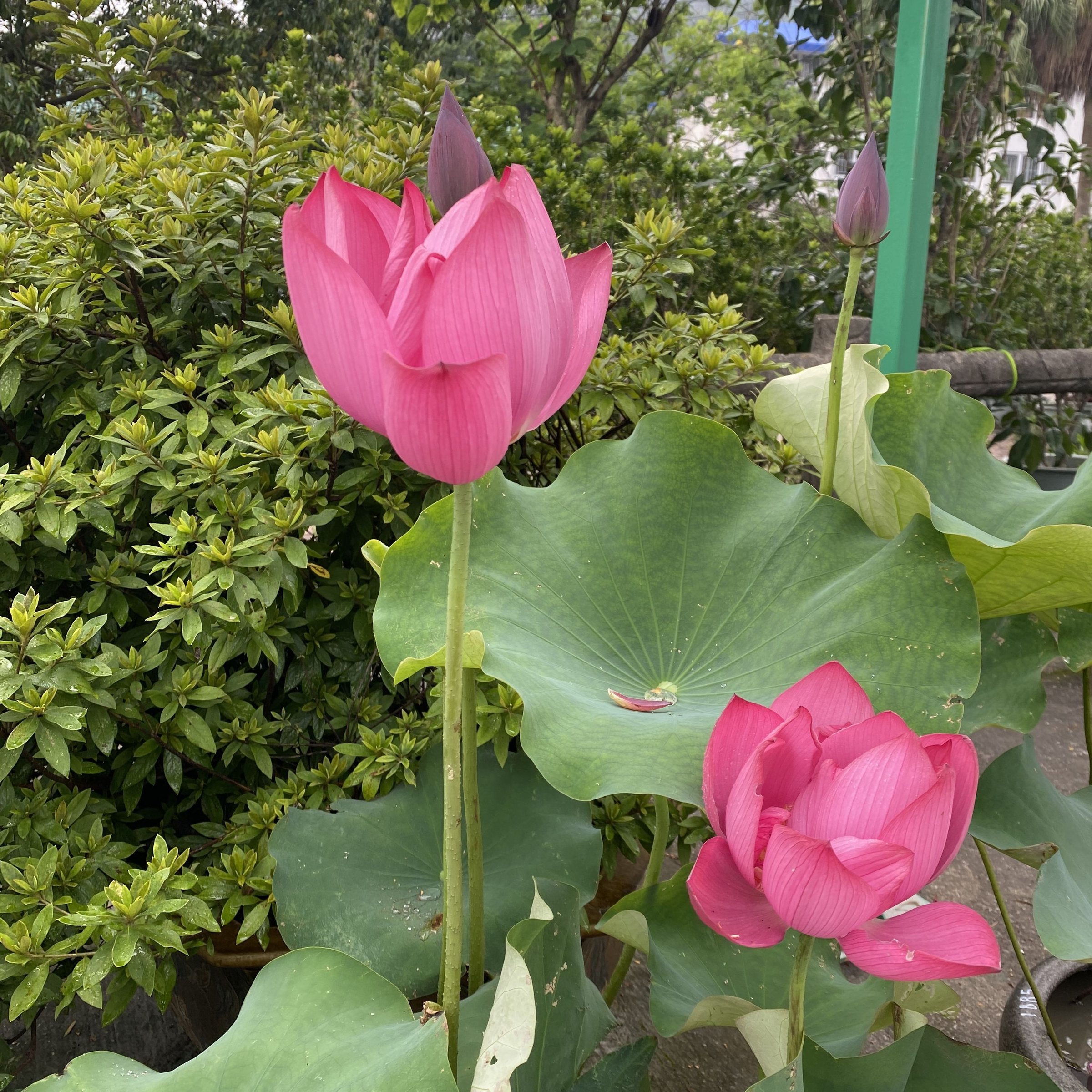 朱顔