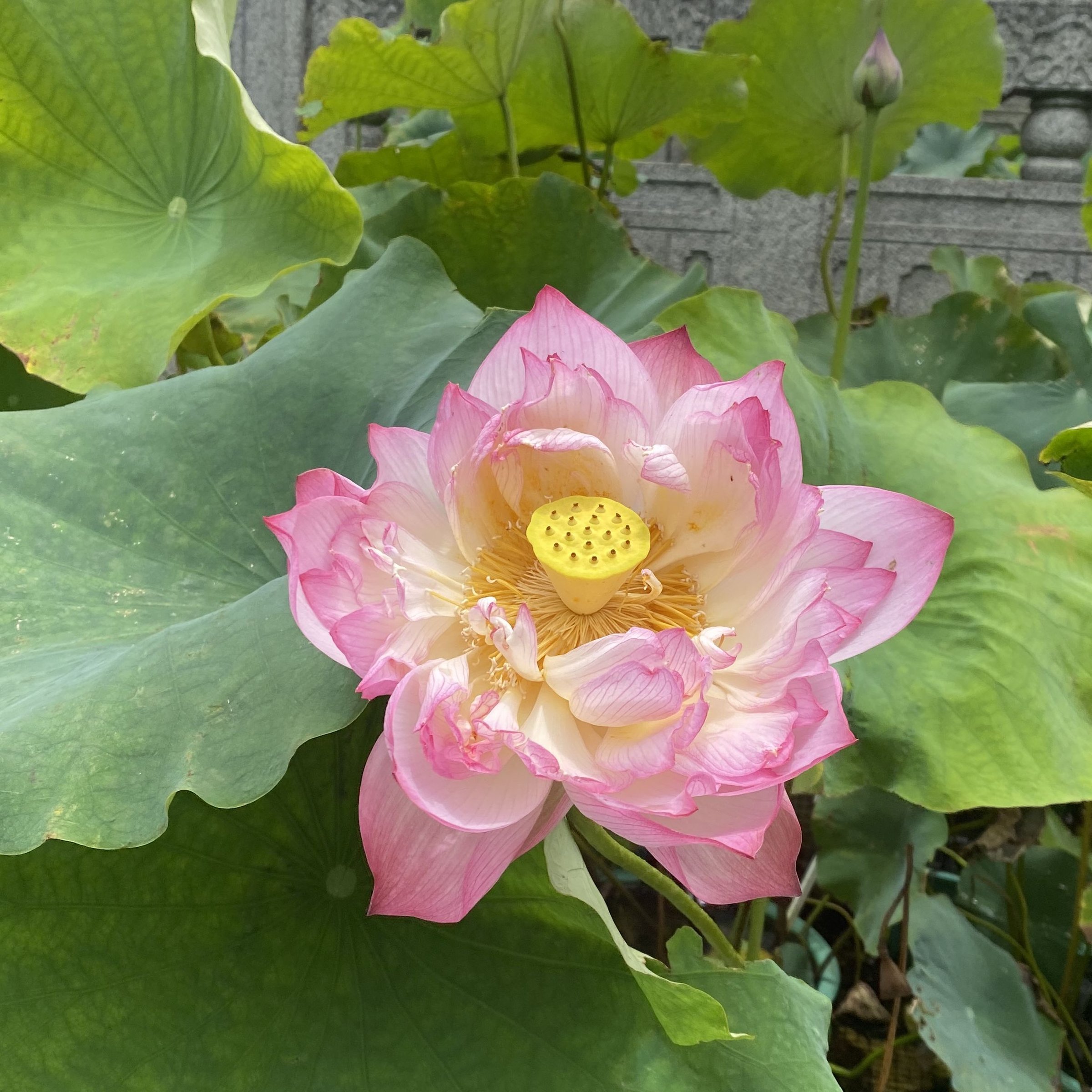 綠園紫鵑