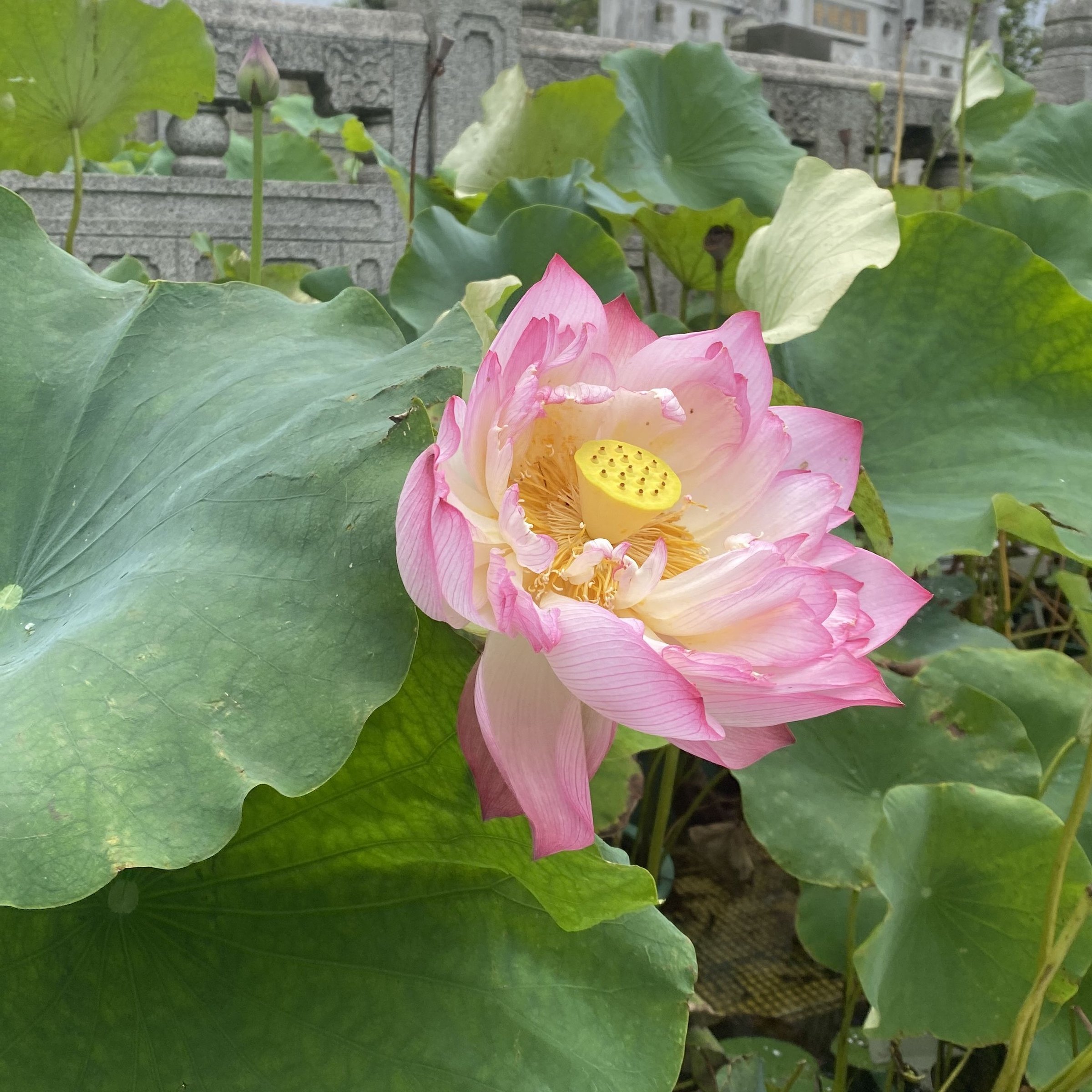 綠園紫鵑