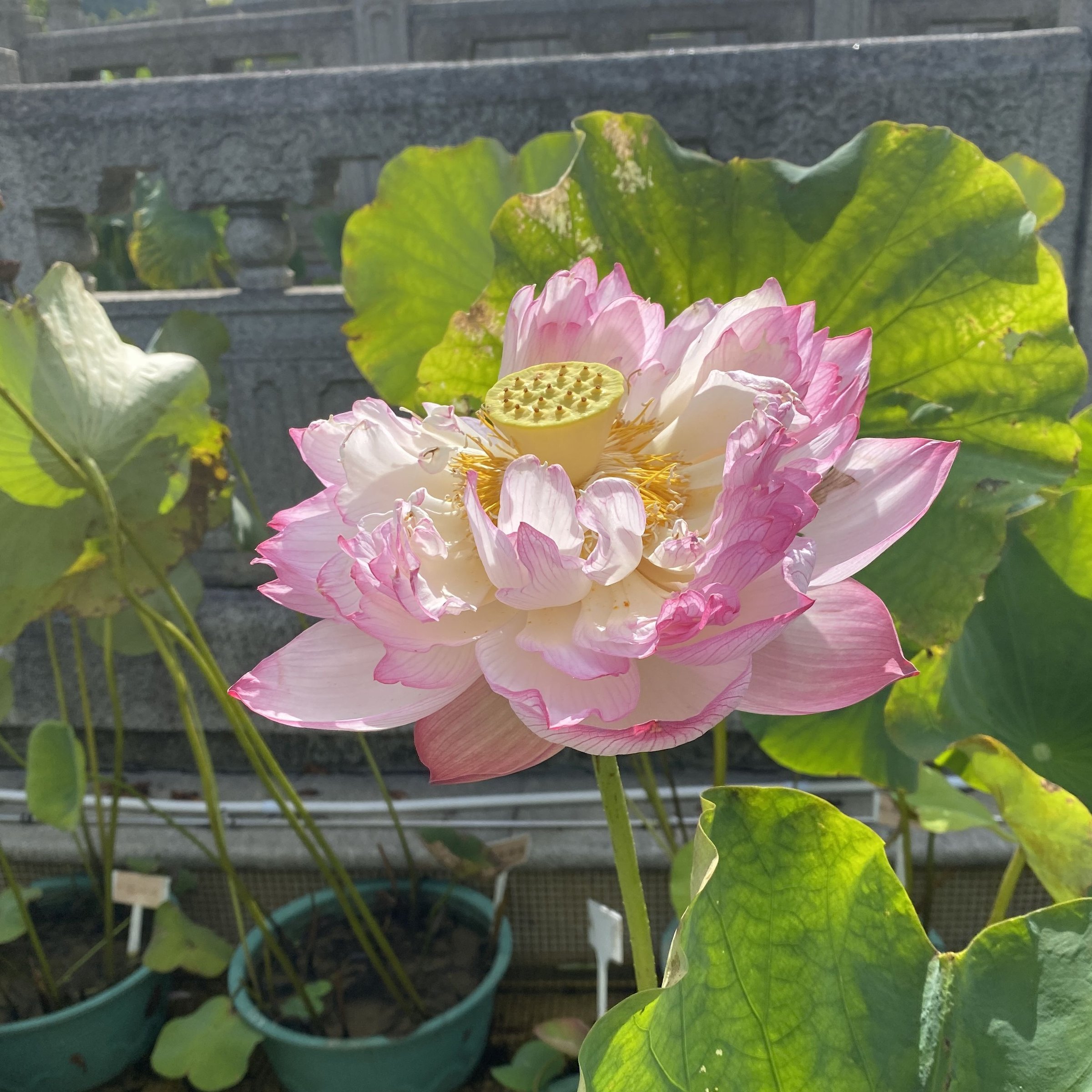 綠園紫鵑