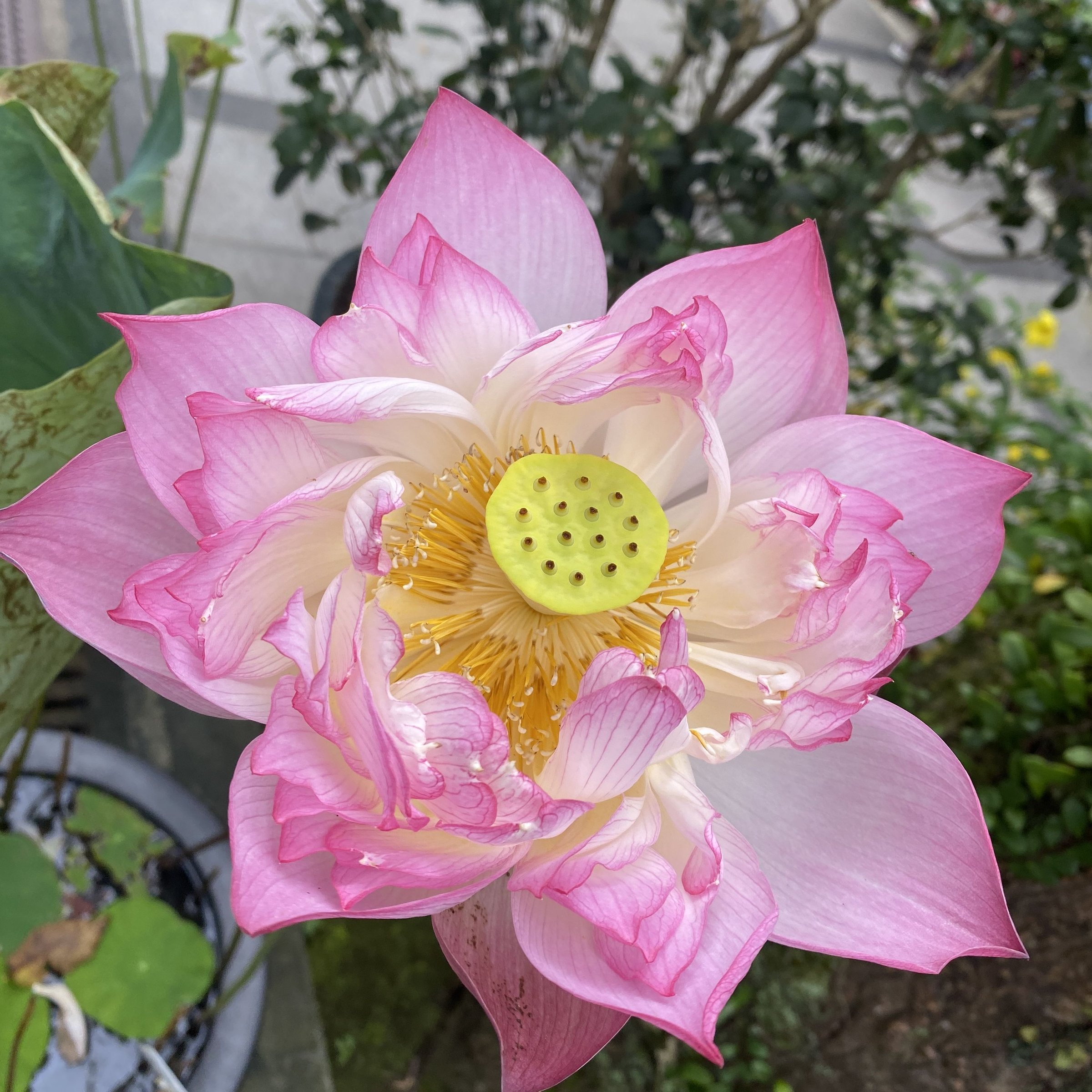 如意蓮