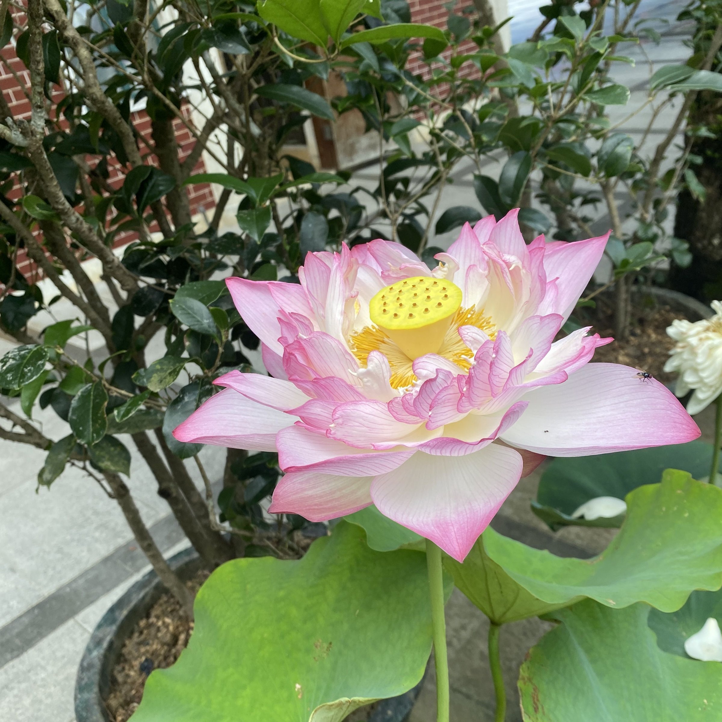 如意蓮