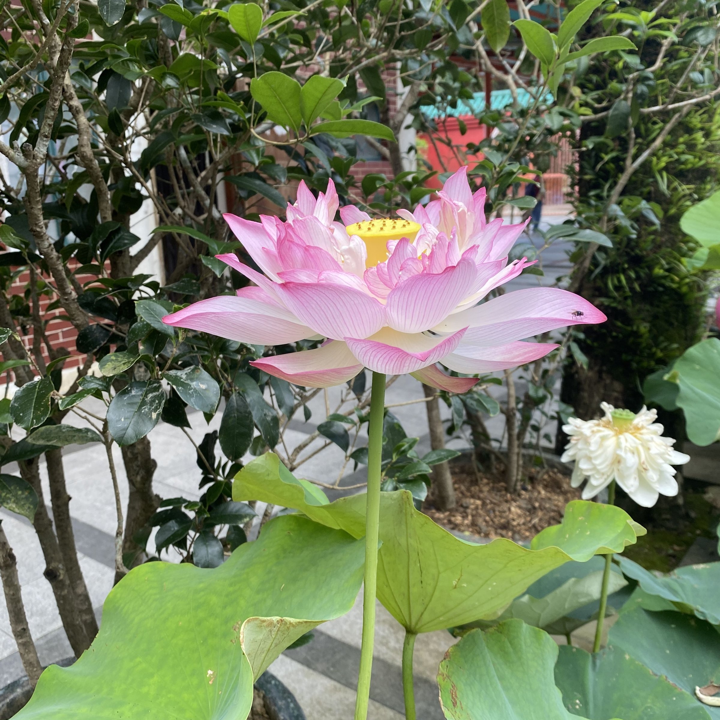 如意蓮