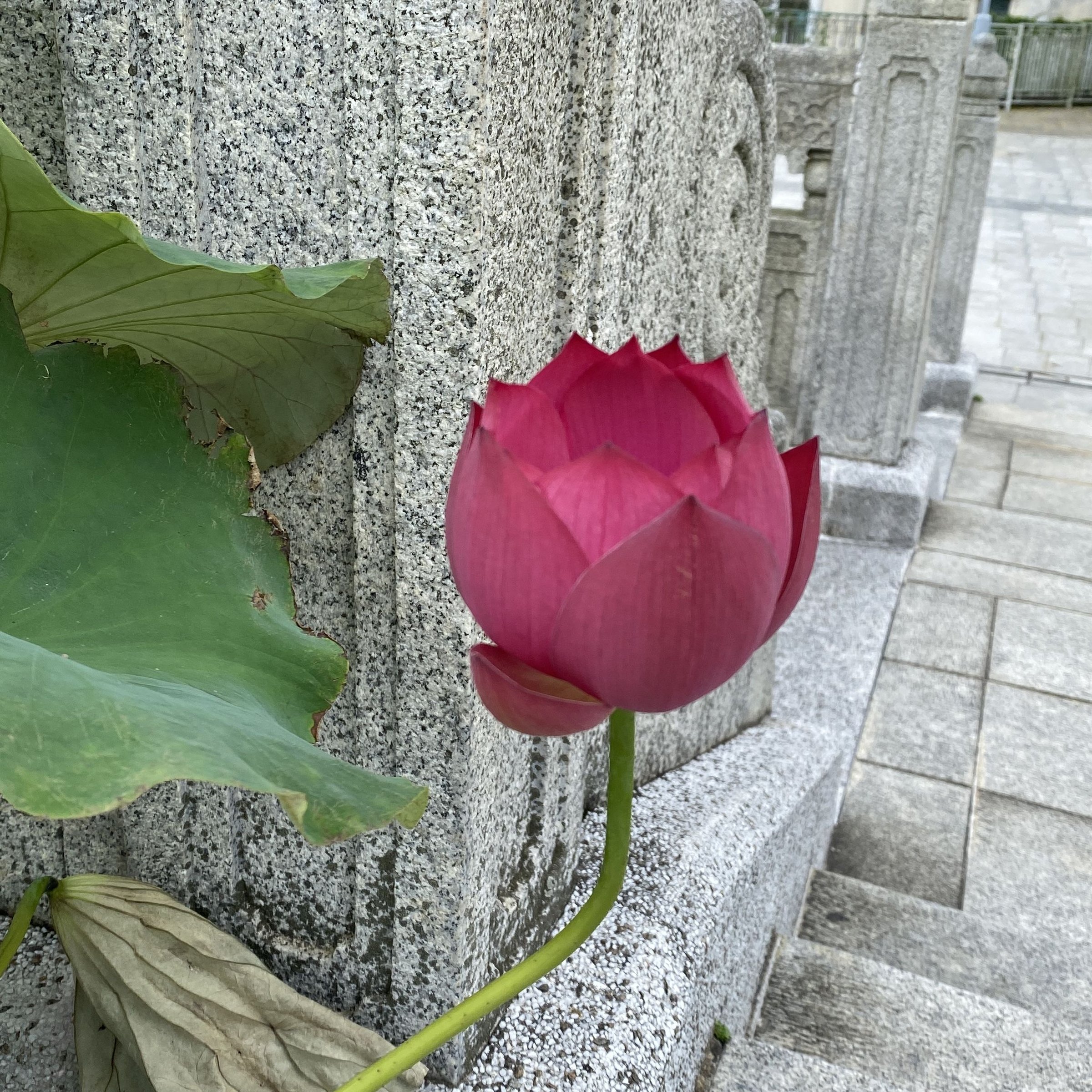 石庫紅門