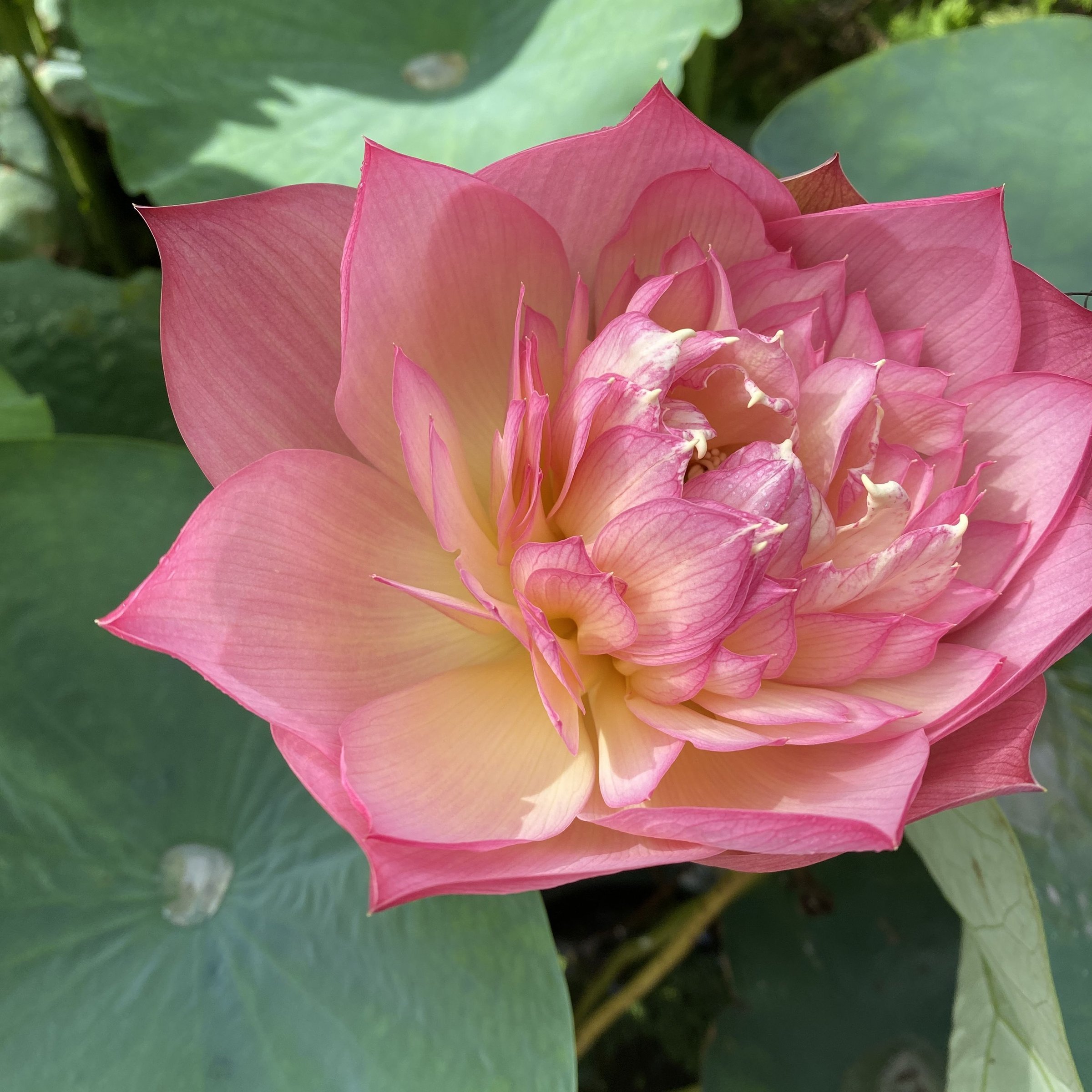 石城錦繡,重台形,碟狀花態,複色花,著花較密,中株型,南京育種