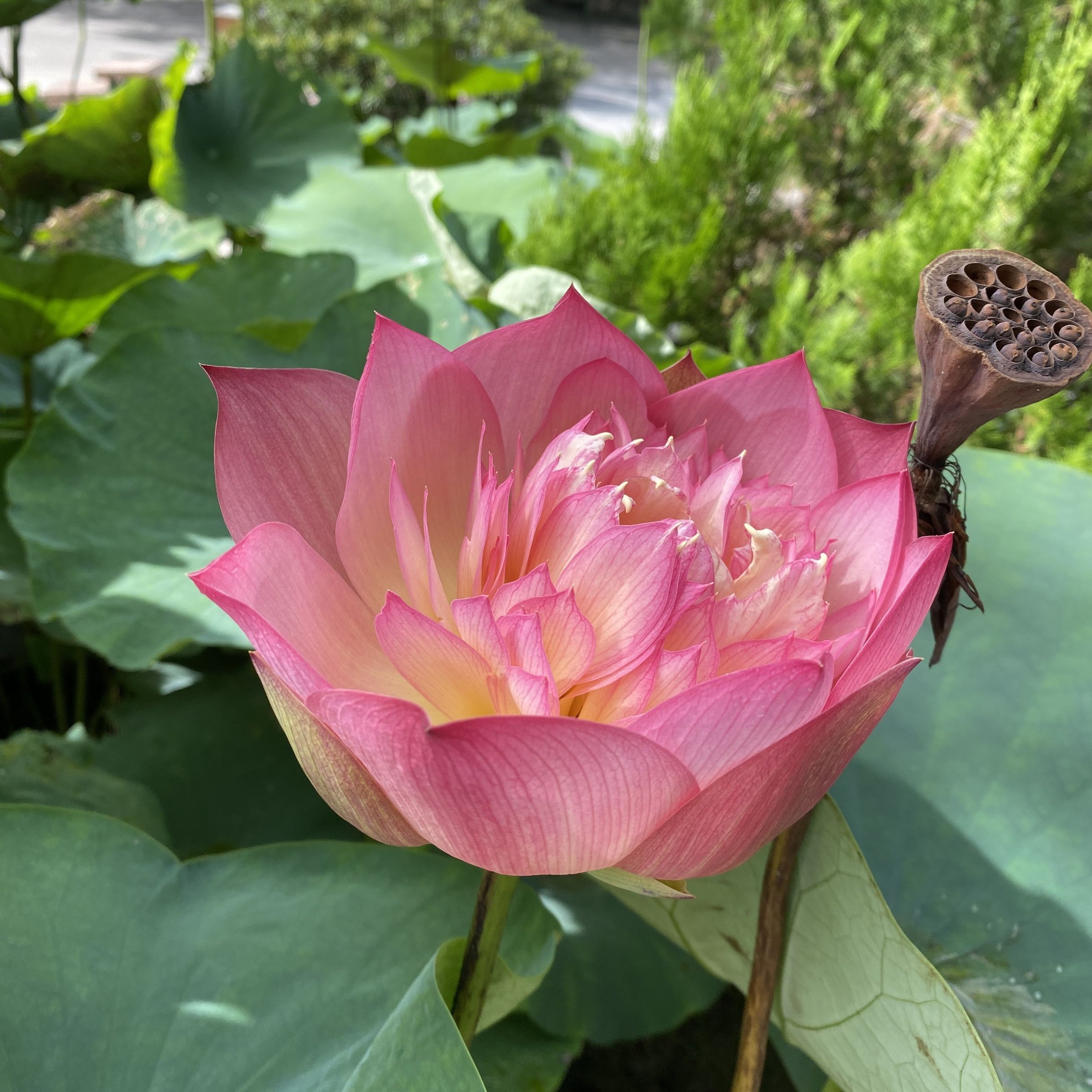 石城錦繡,重台形,碟狀花態,複色花,著花較密,中株型,南京育種